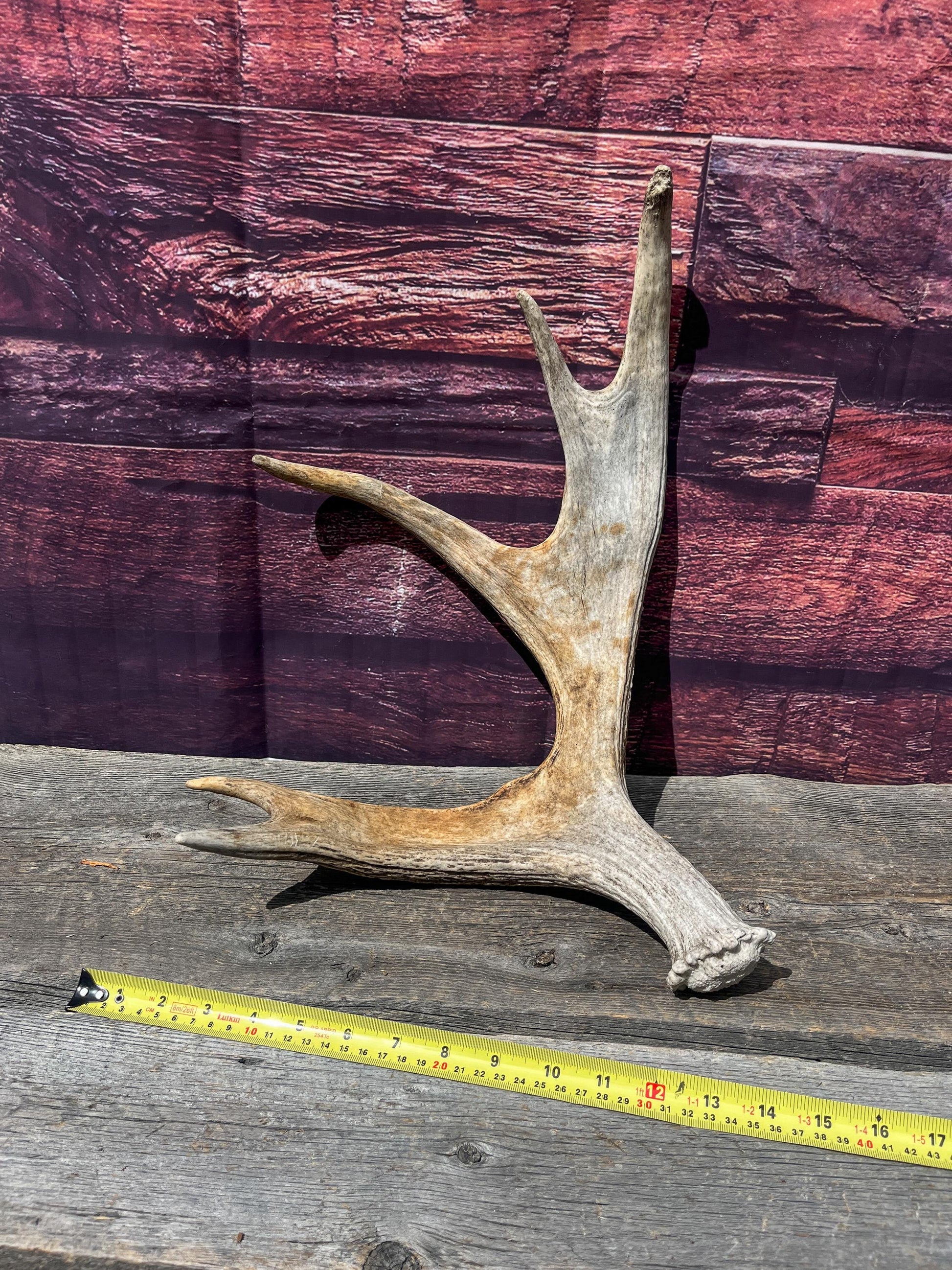 Bull Moose Antler for Crafting, Decor, and more. Naturally shed, weathered antler for interior and exterior decor.
