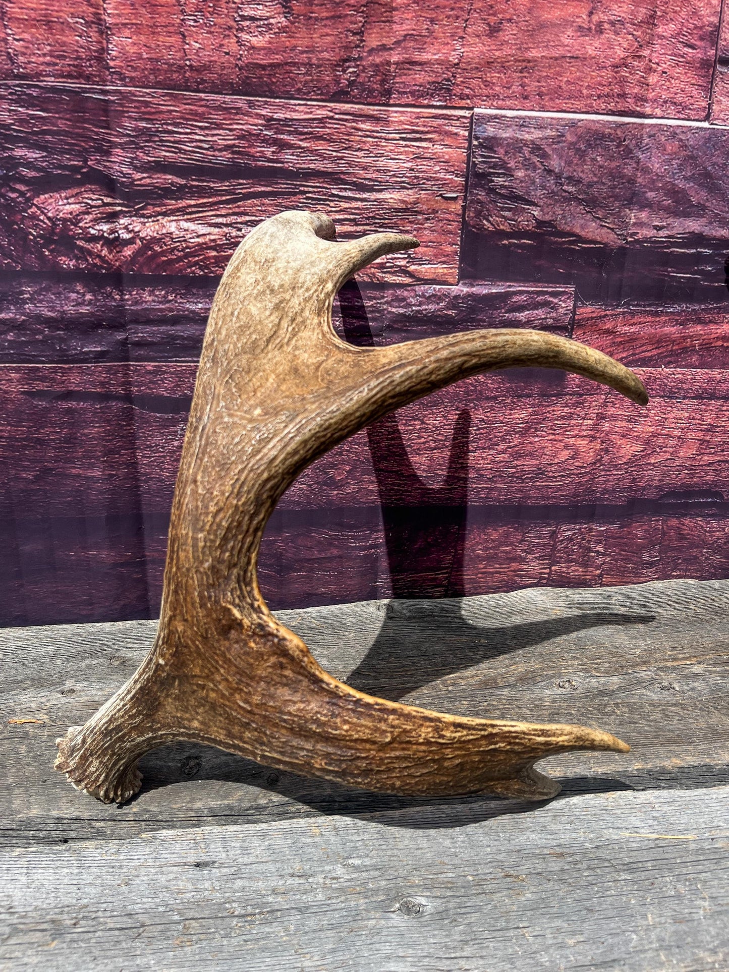 Bull Moose Antler for Crafting, Decor, and more. Naturally shed, weathered antler for interior and exterior decor.