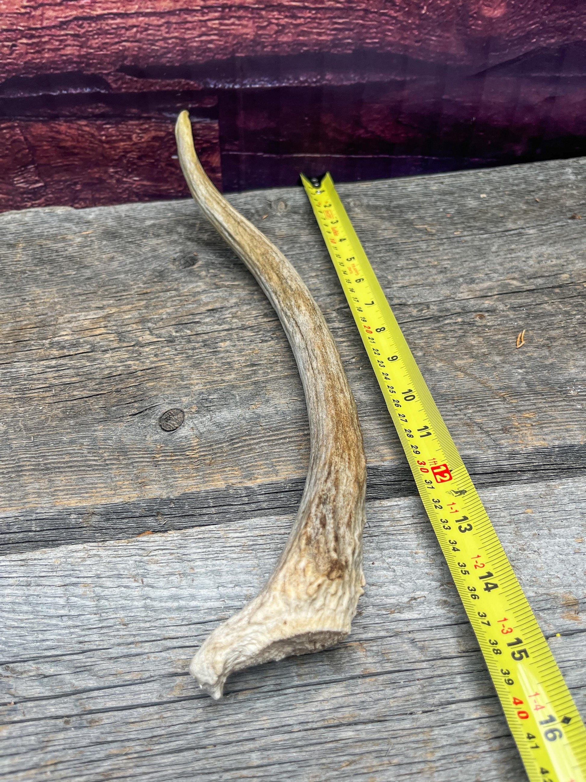 Spike Elk Antler. Elk antler for decor, crafting, performing arts, and more.