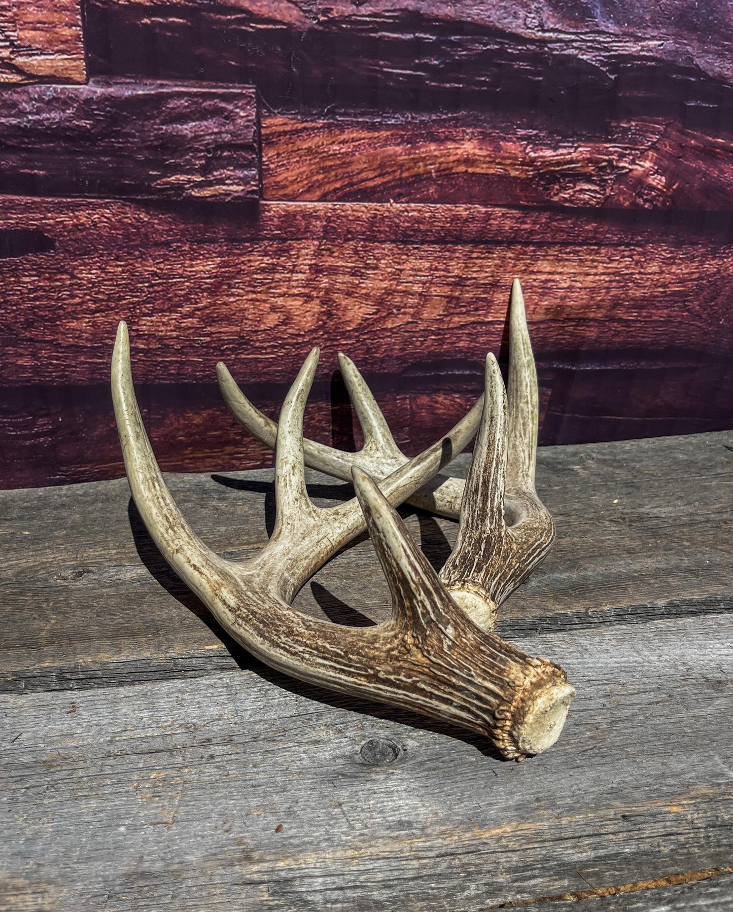 Matching Deer Antlers - White-Tailed Deer Matching set. Wild Canadian Whitetail Buck Antlers.