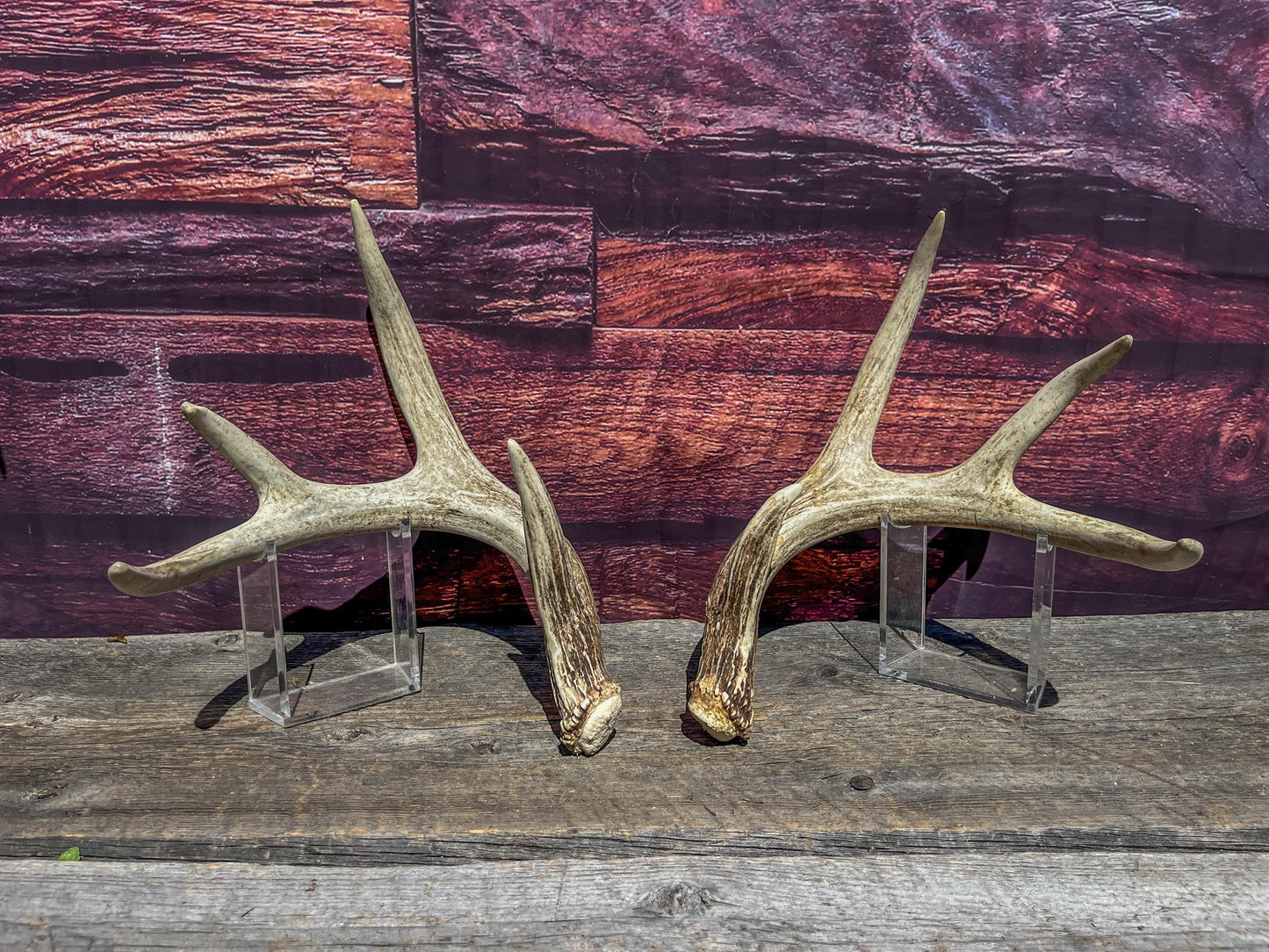 Matching Deer Antlers - White-Tailed Deer Matching set. Wild Canadian Whitetail Buck Antlers.