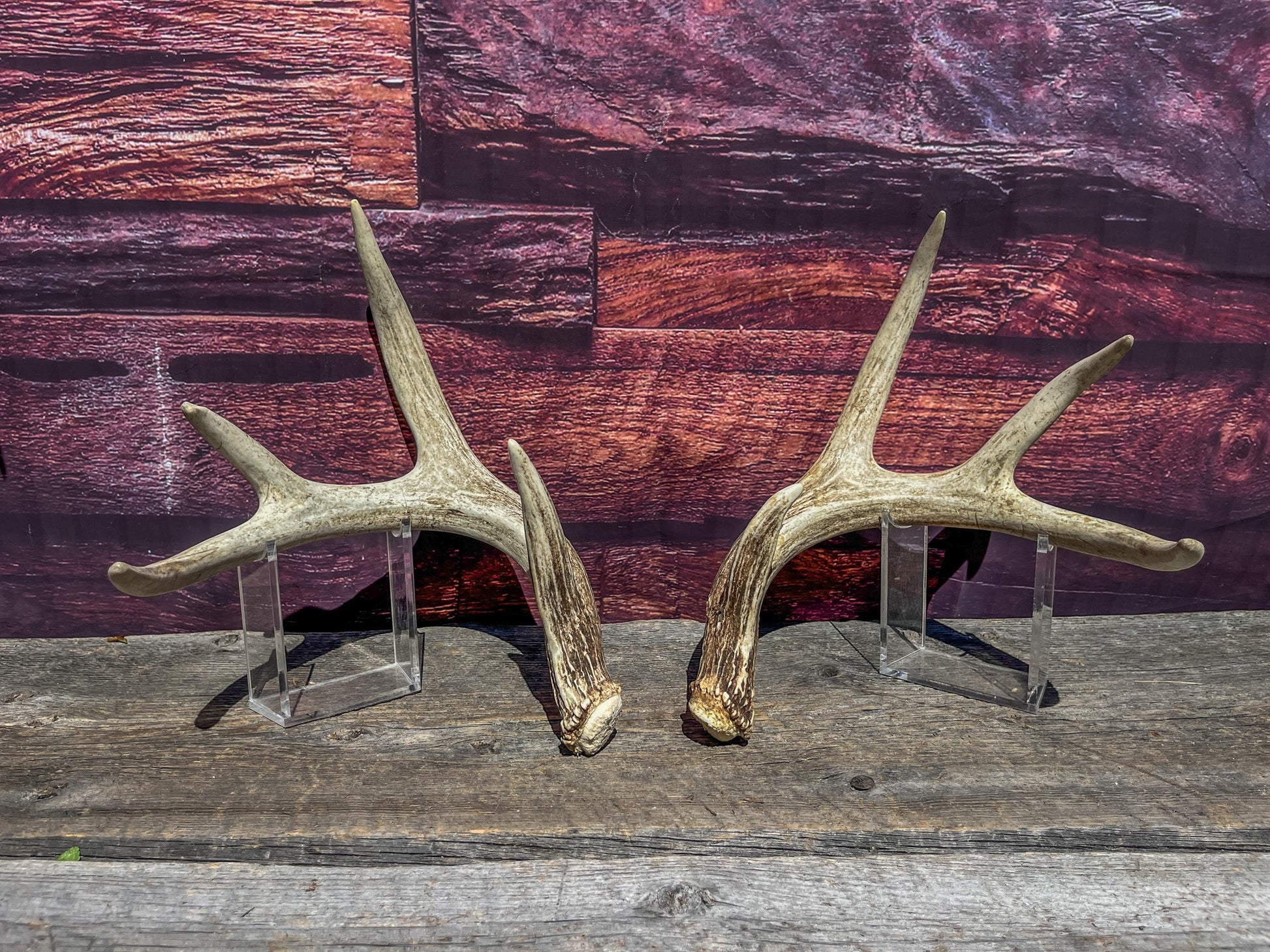 Matching Deer Antlers - White-Tailed Deer Matching set. Wild Canadian Whitetail Buck Antlers.