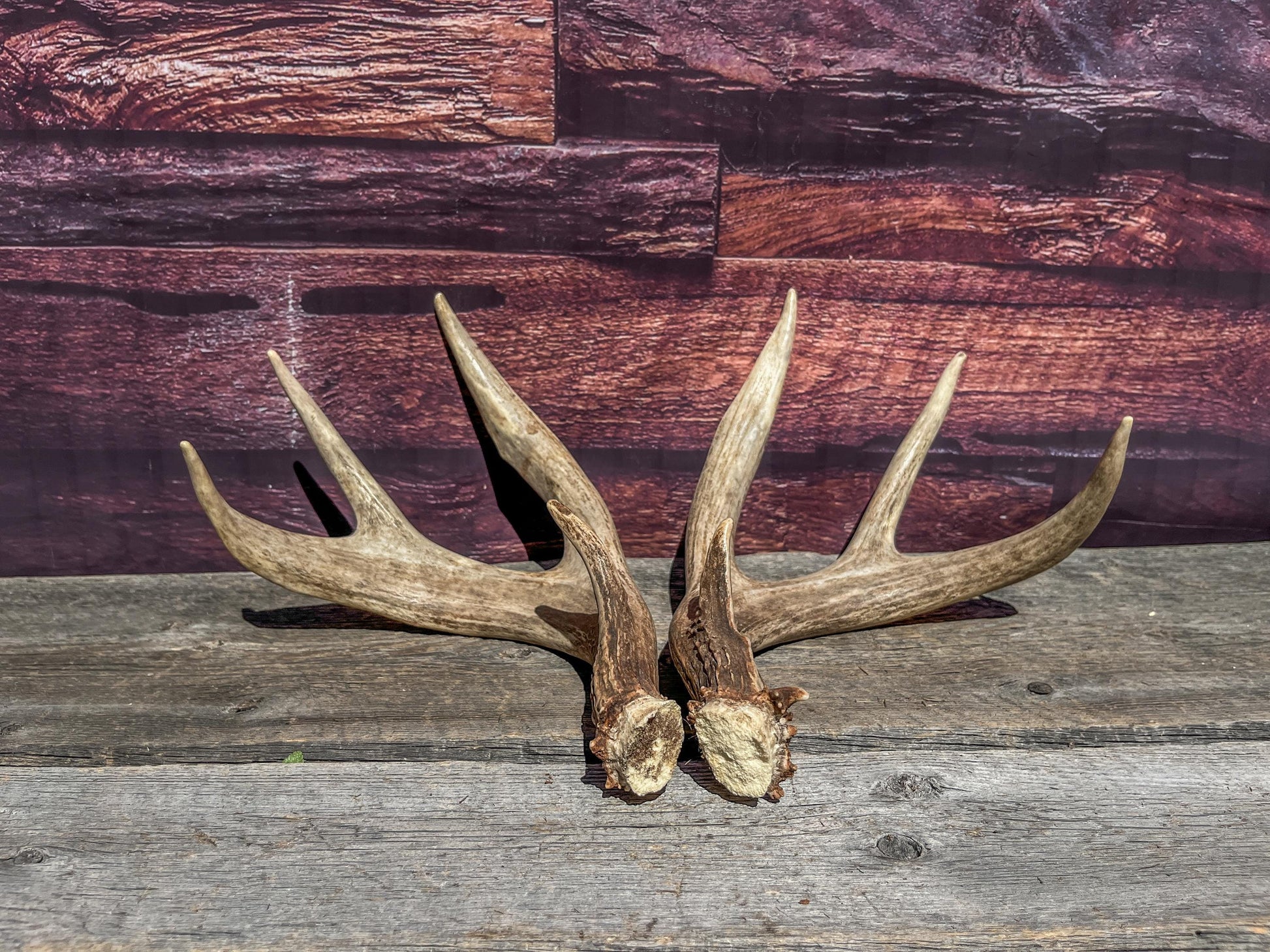 Matching set of White-Tailed Deer Antlers. For Home Decor, Interior Design, and More!