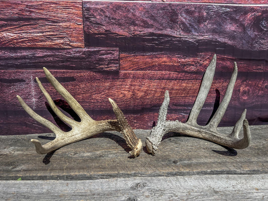 White-tailed Deer Matching Set. (Found at different times). For Decor, Crafting and More