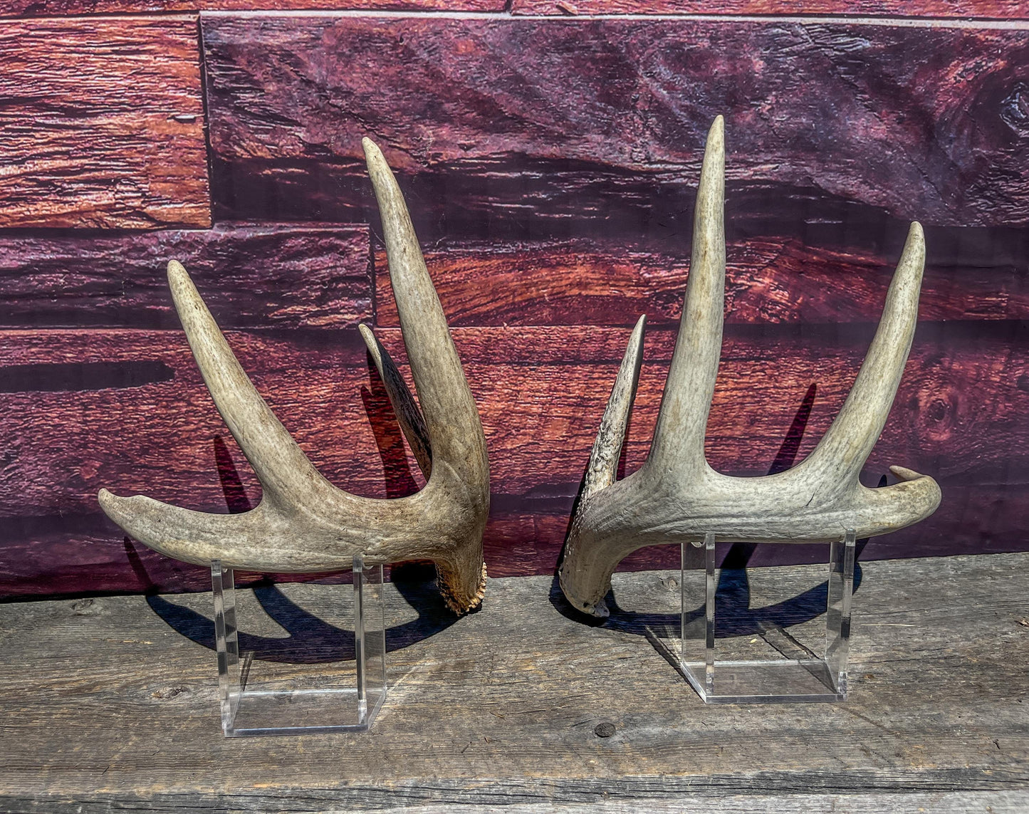 Matched Heavy Shed Antler Set From a Mature White-tail Buck. Premium Crafting & Farmhouse Decor