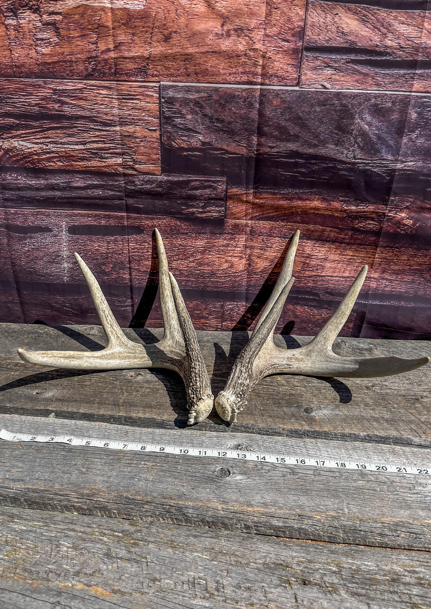 Matched Heavy Shed Antler Set From a Mature White-tail Buck. Premium Crafting & Farmhouse Decor