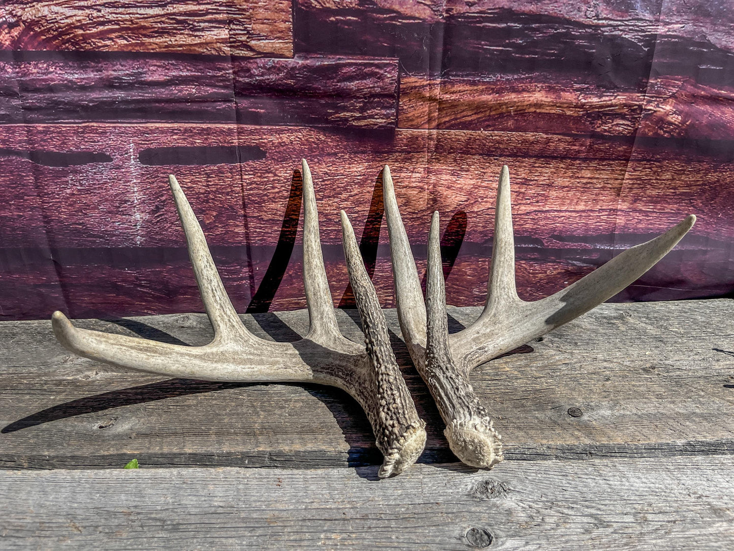 Matched Heavy Shed Antler Set From a Mature White-tail Buck. Premium Crafting & Farmhouse Decor