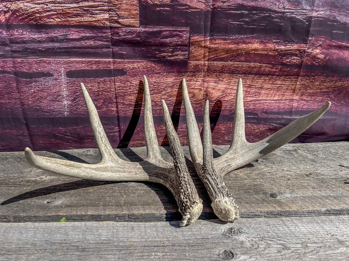 Deer Antlers - Matched sheds from a Whitetail deer. Crafting. Farmhouse, Rustic Decor.