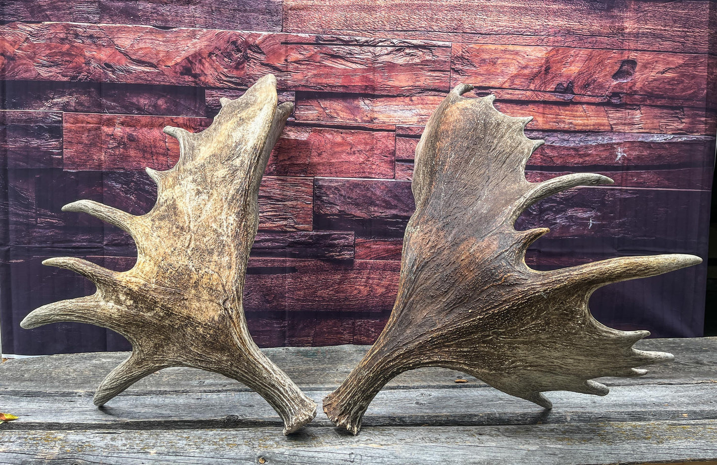 Enormous Alberta Moose Antler Set. Massive antlers for wall decor, crafting, carving and more.