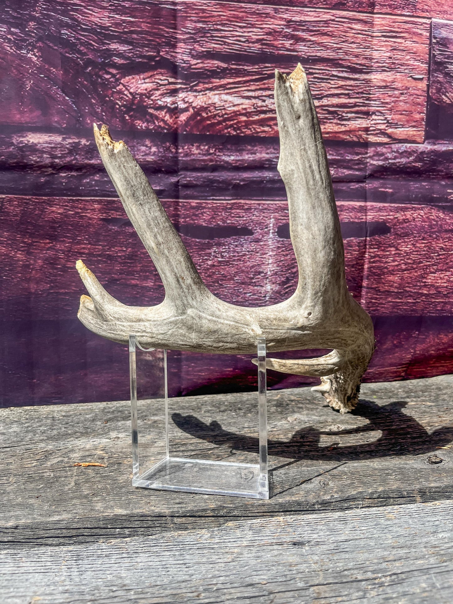 Large Whitetailed Deer Antlers - Old, Weathered, Matching White-tailed Deer Antler Set. Decor Crafting and More