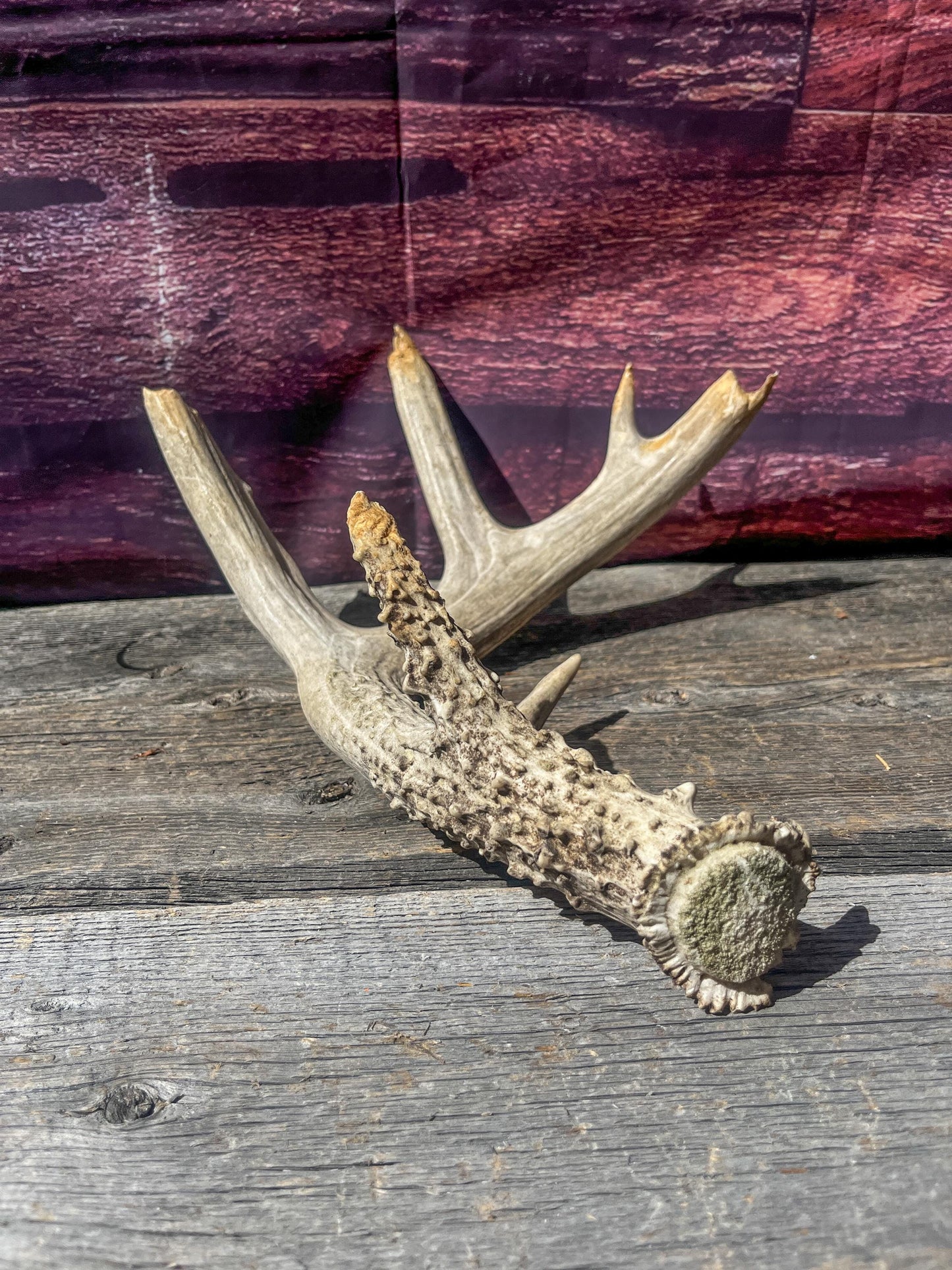 Large Whitetailed Deer Antlers - Old, Weathered, Matching White-tailed Deer Antler Set. Decor Crafting and More