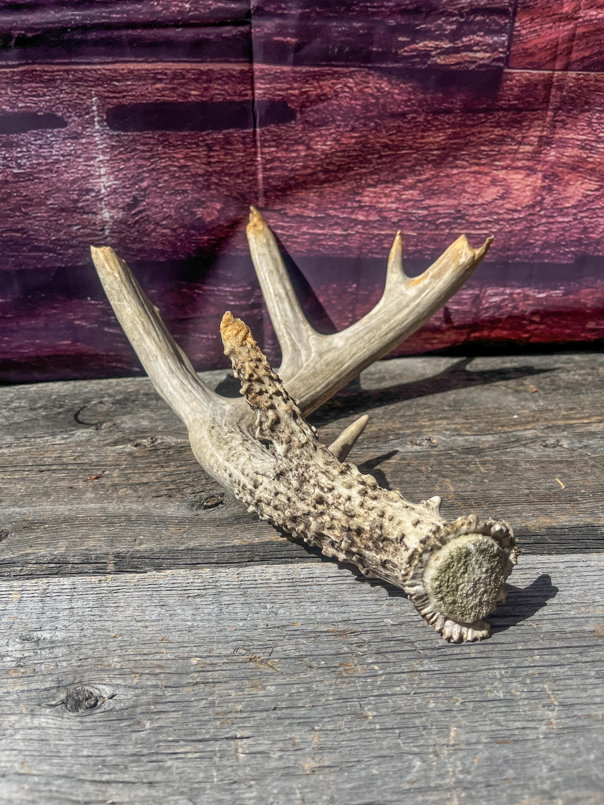 Large Whitetailed Deer Antlers - Old, Weathered, Matching White-tailed Deer Antler Set. Decor Crafting and More