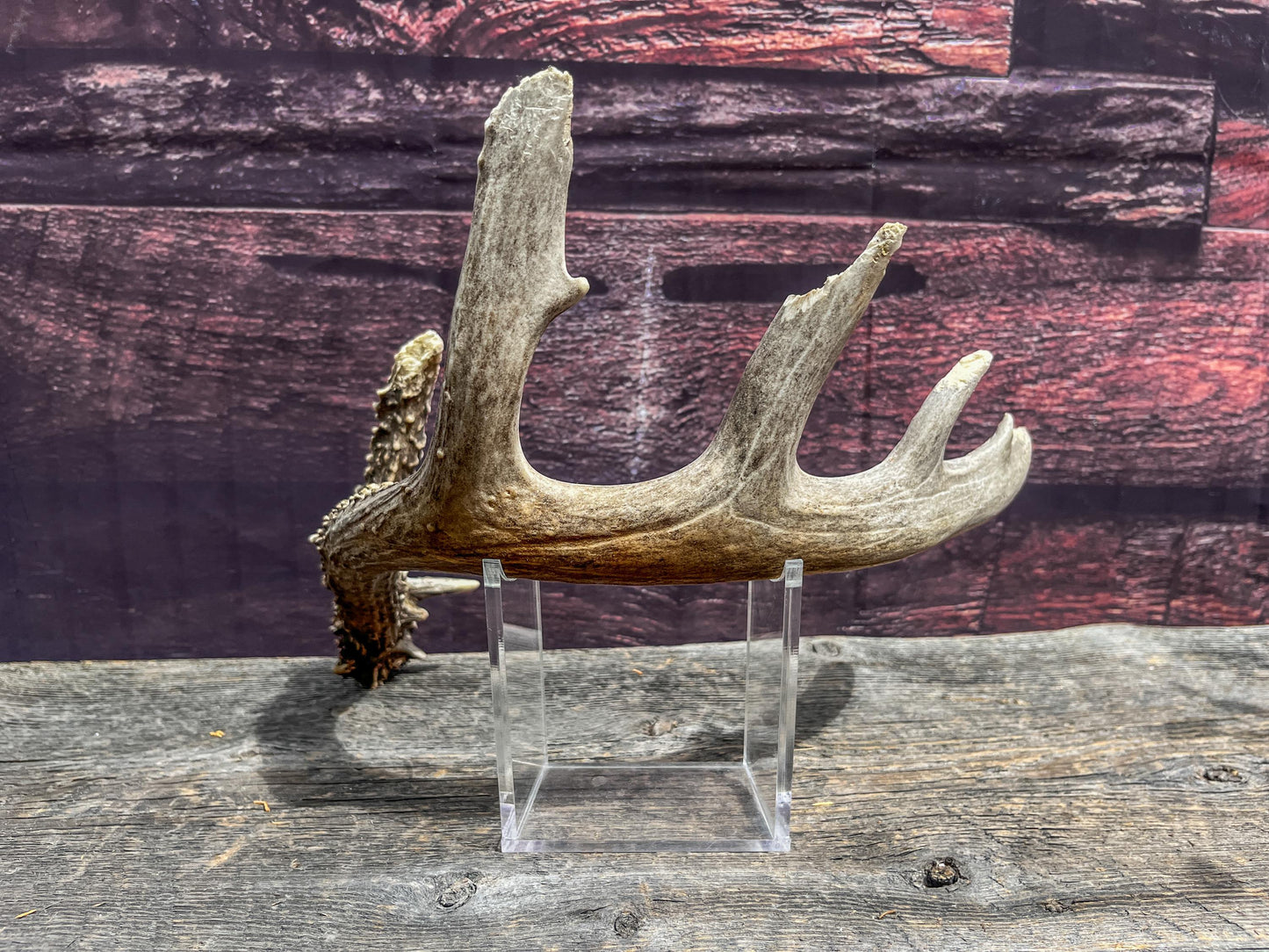 Large Whitetailed Deer Antlers - Old, Weathered, Matching White-tailed Deer Antler Set. Decor Crafting and More