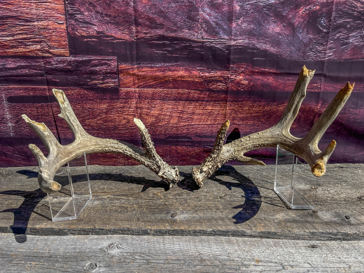 Large Whitetailed Deer Antlers - Old, Weathered, Matching White-tailed Deer Antler Set. Decor Crafting and More