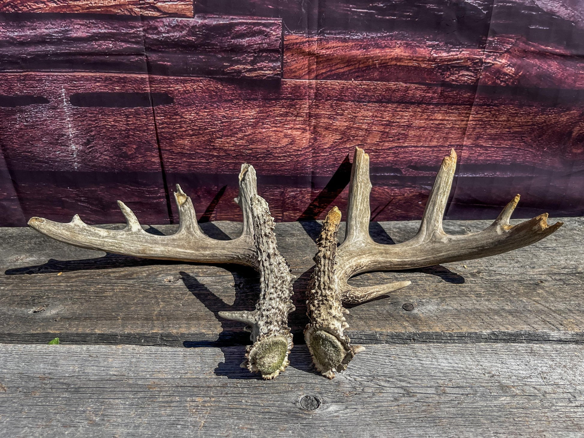 Large Whitetailed Deer Antlers - Old, Weathered, Matching White-tailed Deer Antler Set. Decor Crafting and More