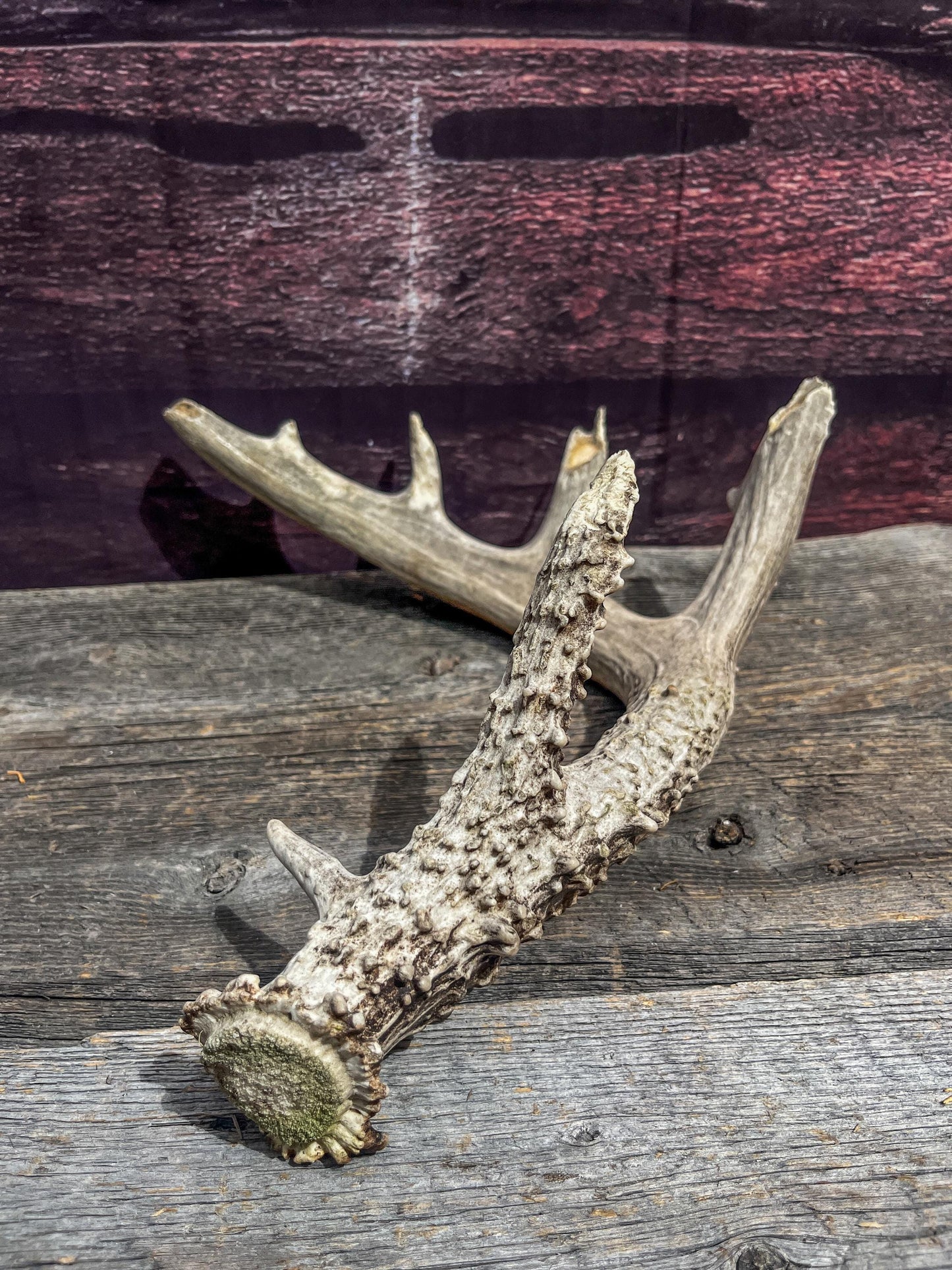 Large Whitetailed Deer Antlers - Old, Weathered, Matching White-tailed Deer Antler Set. Decor Crafting and More
