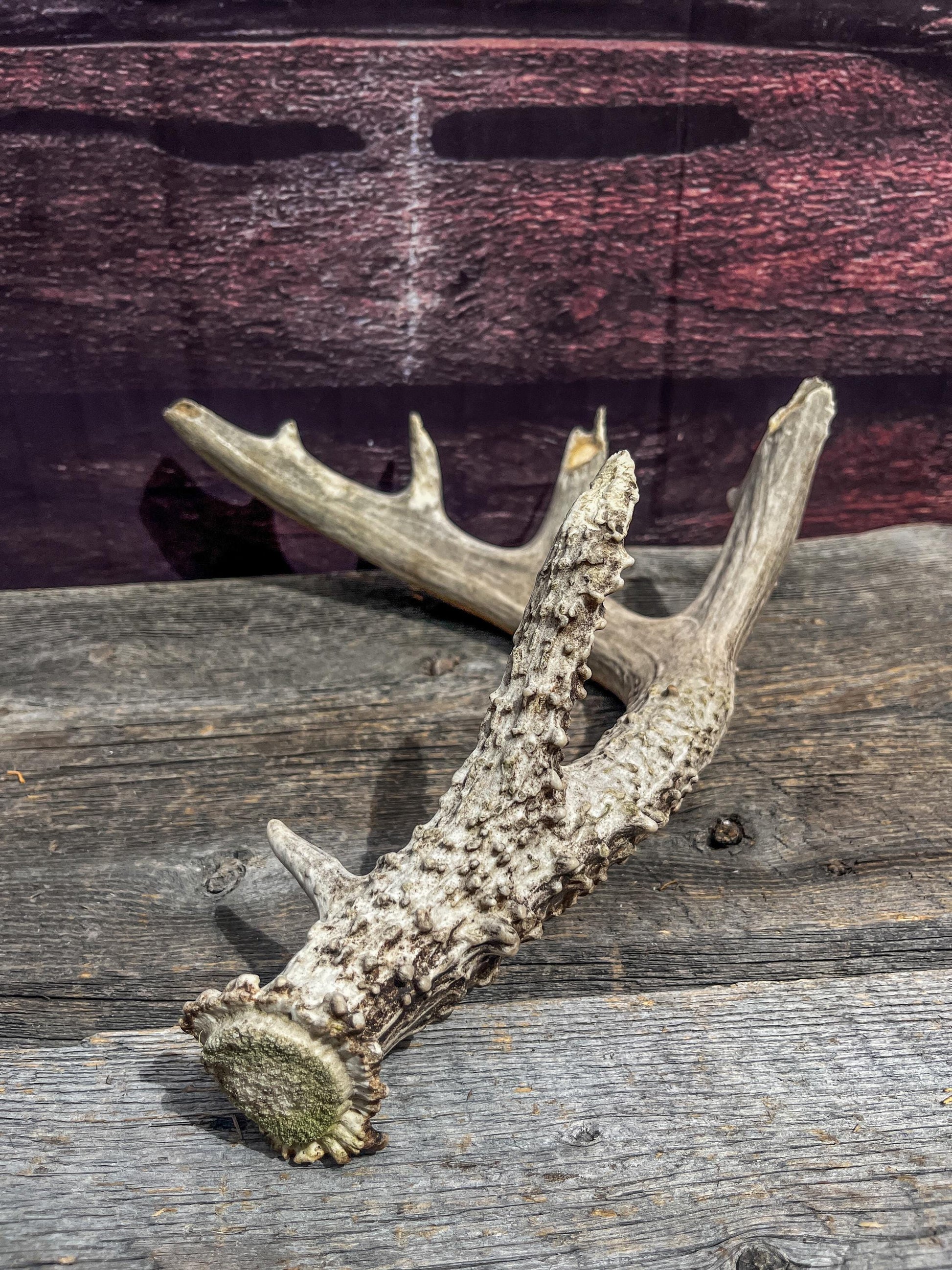 Large Whitetailed Deer Antlers - Old, Weathered, Matching White-tailed Deer Antler Set. Decor Crafting and More