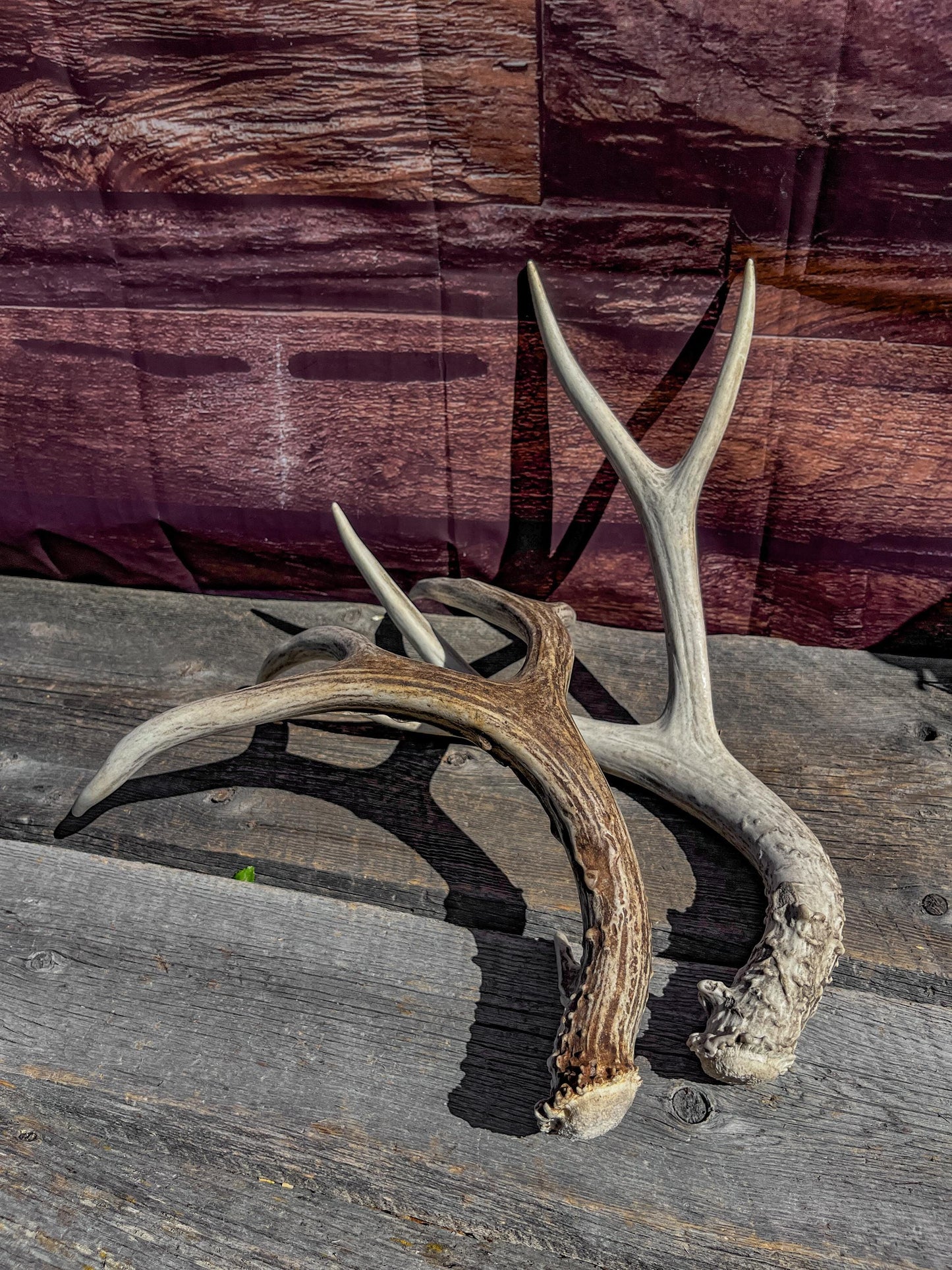 Mule Deer Antlers. Matching Antler Set. Rustic & Farmhouse Decor, Interior Design, and more!
