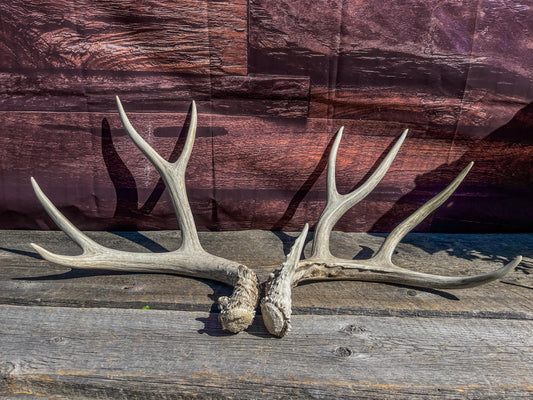 Mule Deer Antlers. Matching Antler Set. Rustic & Farmhouse Decor, Interior Design, and more!