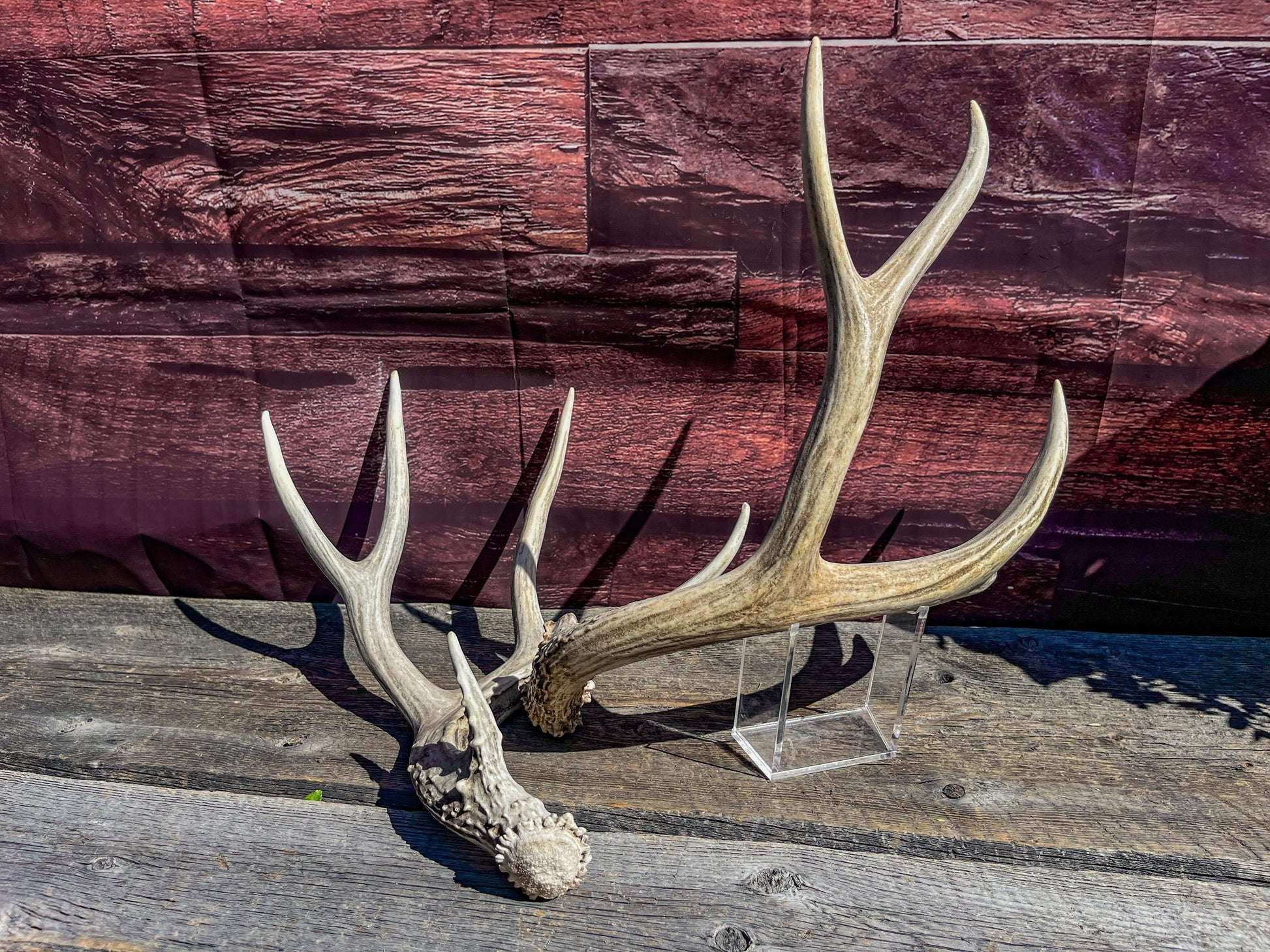 Mule Deer Antlers. Matching Antler Set. Rustic & Farmhouse Decor, Interior Design, and more!