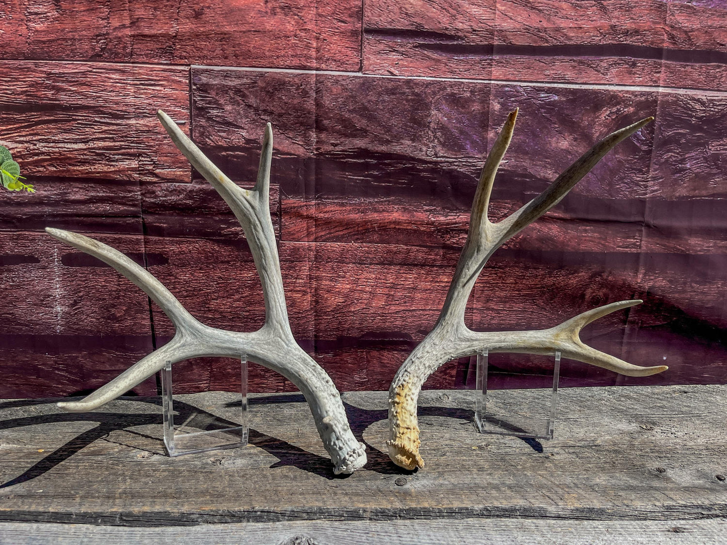 Matching Mule Deer Antler Set. For Decor. Wild, Naturally Shed, Canadian Deer Antler set.