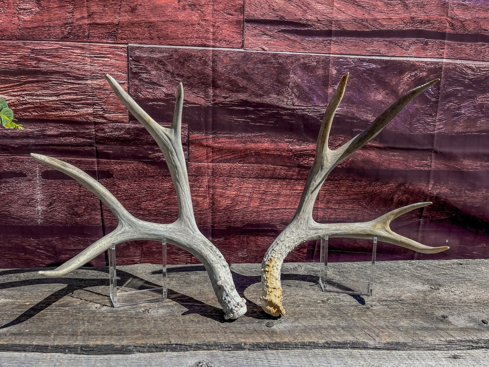 Matching Mule Deer Antler Set. For Decor. Wild, Naturally Shed, Canadian Deer Antler set.