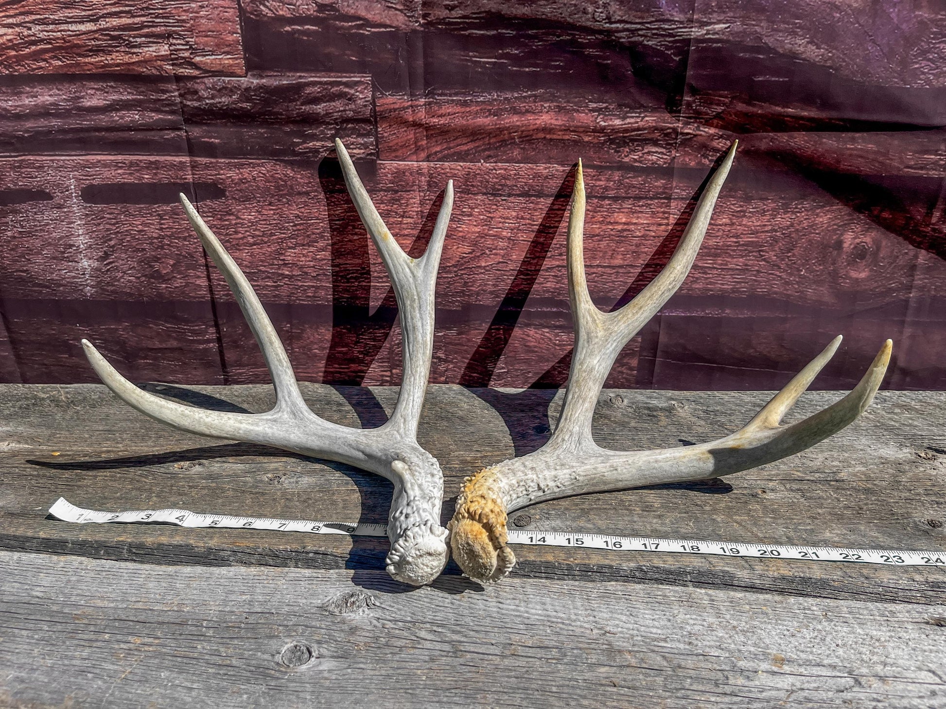 Matching Mule Deer Antler Set. For Decor. Wild, Naturally Shed, Canadian Deer Antler set.