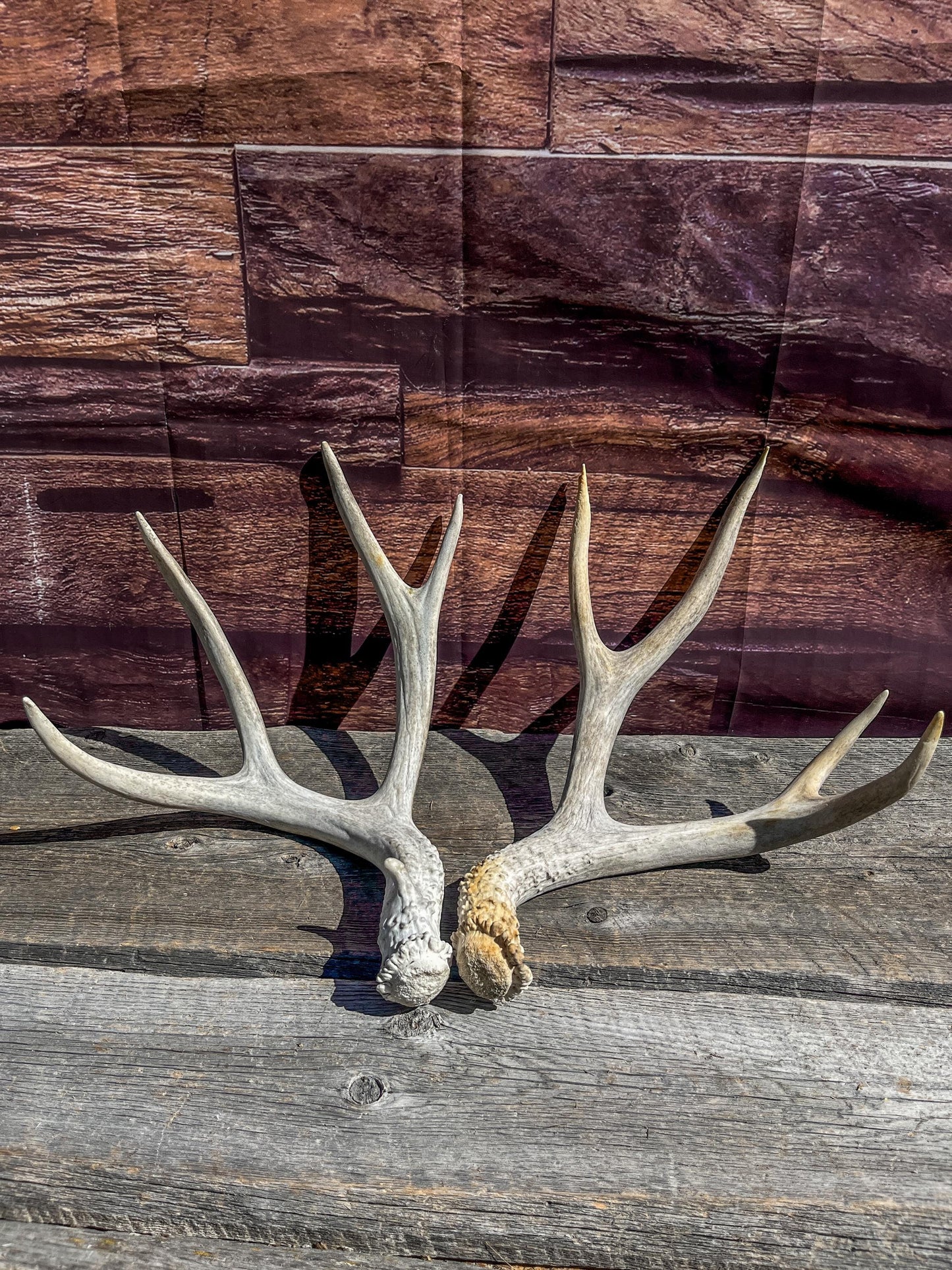 Matching Mule Deer Antler Set. For Decor. Wild, Naturally Shed, Canadian Deer Antler set.