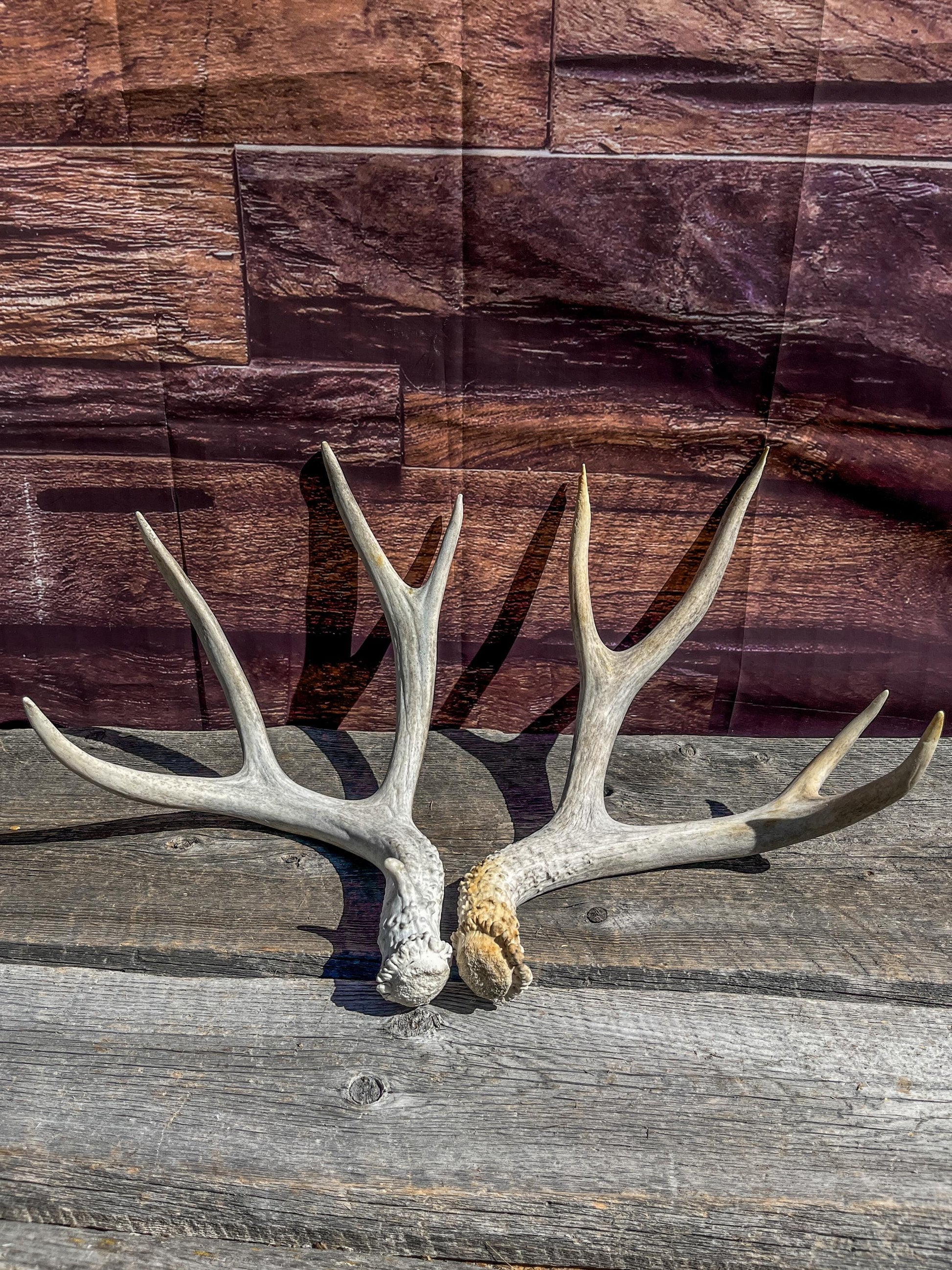 Matching Mule Deer Antler Set. For Decor. Wild, Naturally Shed, Canadian Deer Antler set.