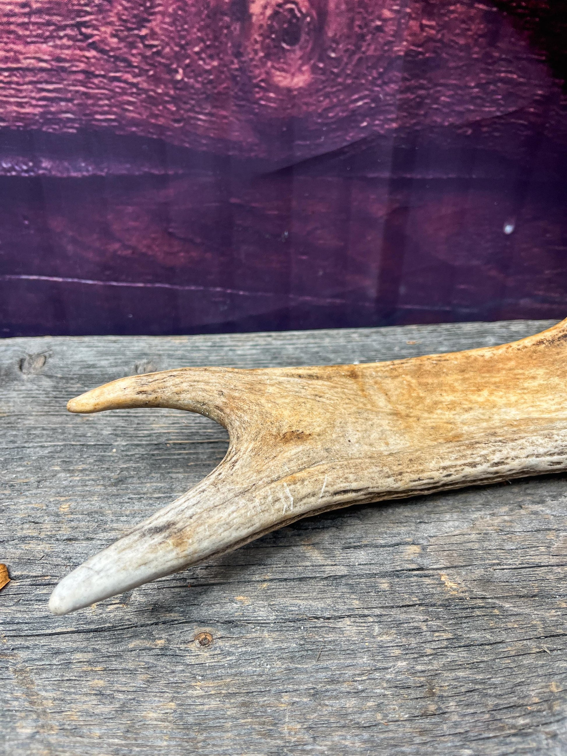 Bull Moose Antler for Crafting, Decor, and more. Naturally shed, weathered antler for interior and exterior decor.