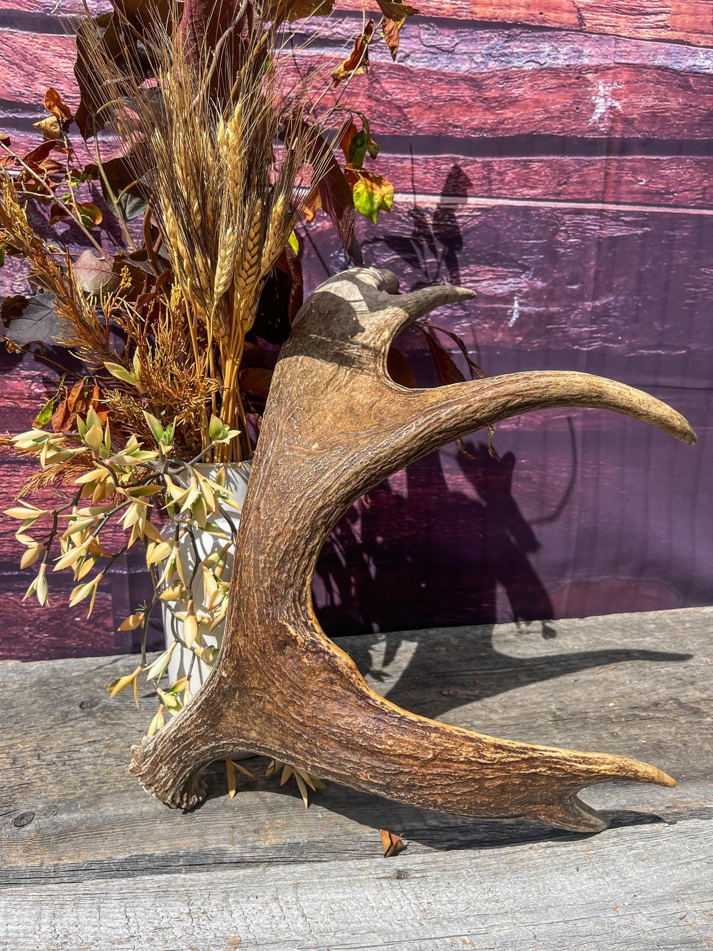 Bull Moose Antler for Crafting, Decor, and more. Naturally shed, weathered antler for interior and exterior decor.