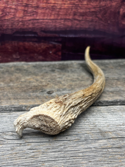 Spike Elk Antler. Elk antler for decor, crafting, performing arts, and more.