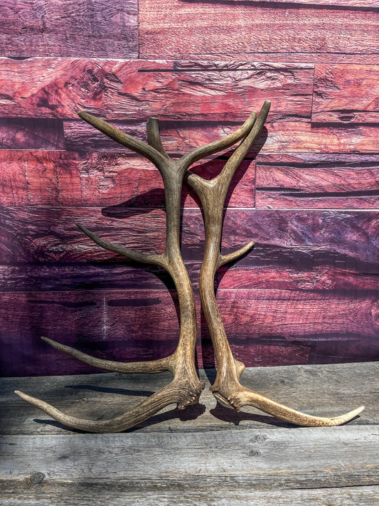 Matching Antler Set from a Wild Canadian Bull Elk! Home and Cabin Decor, Wall Decor, Mantle and Fireplace Ornament.