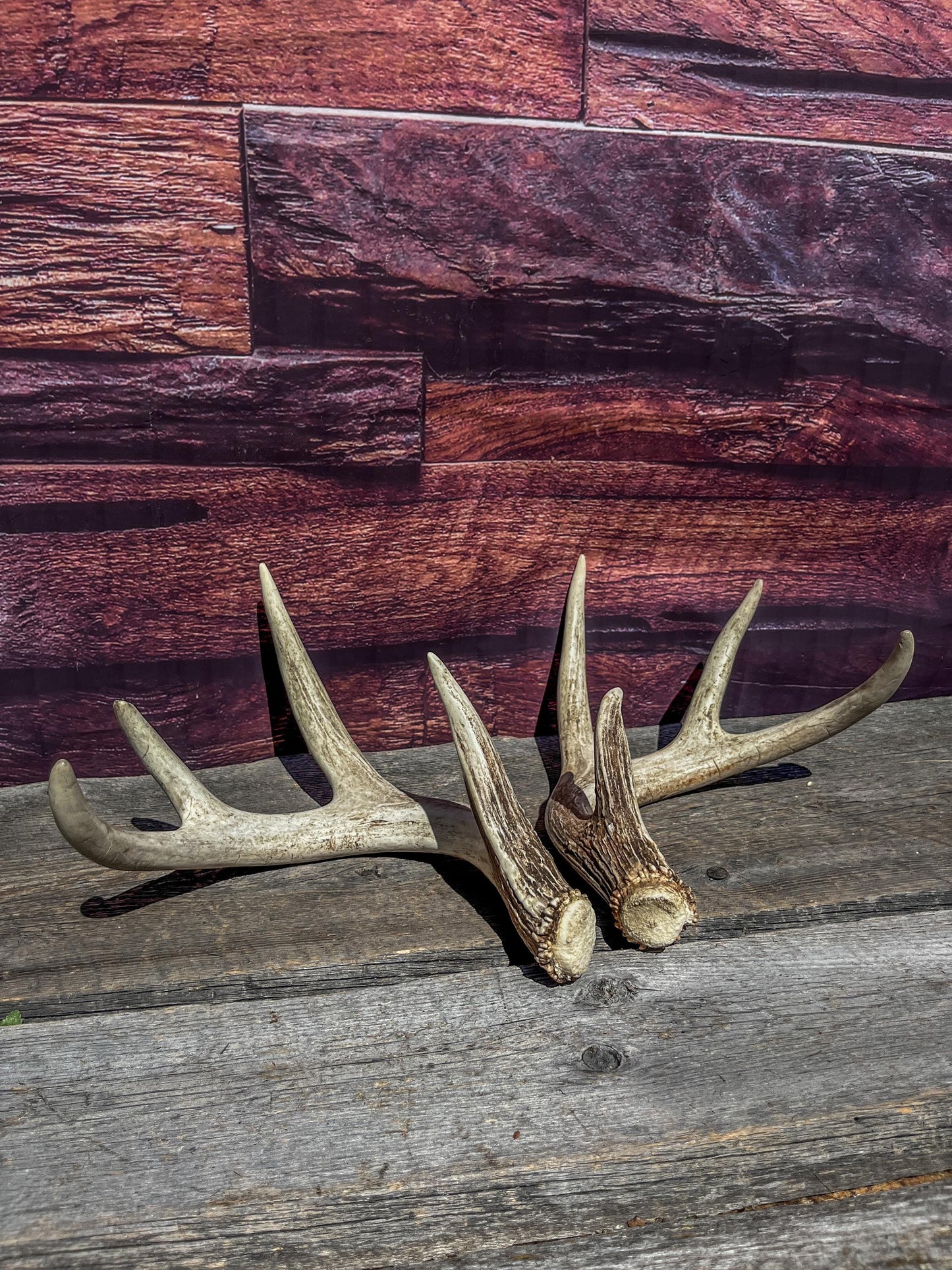 Custom order for Eleni - Two matching White-tailed Deer Antler Sets