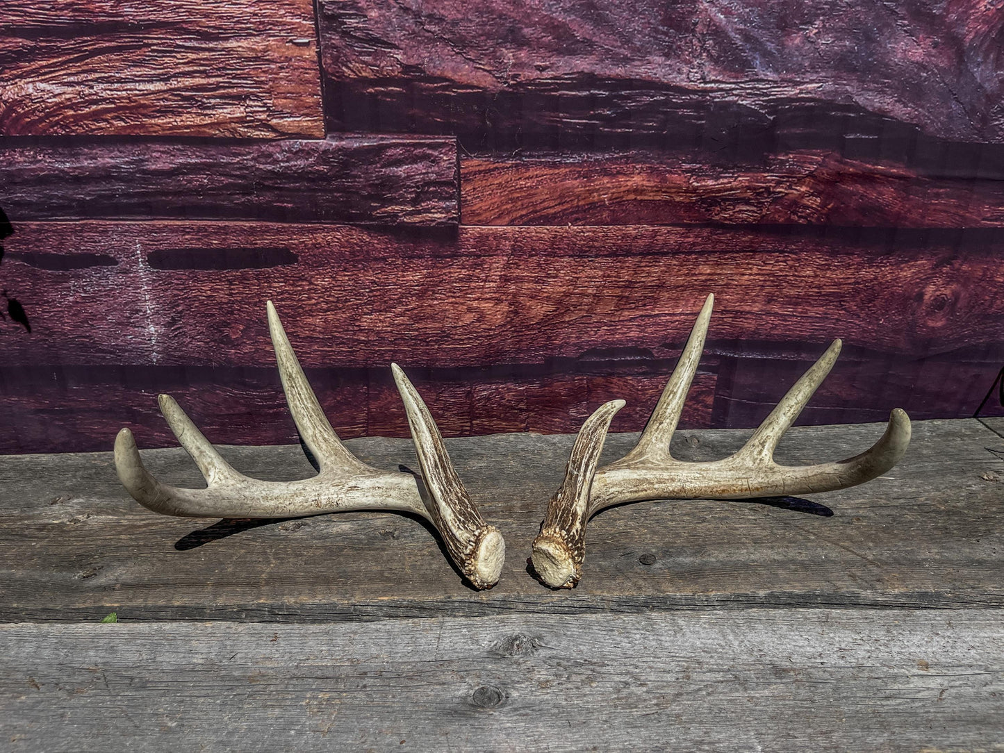 Matching Deer Antlers - White-Tailed Deer Matching set. Wild Canadian Whitetail Buck Antlers.