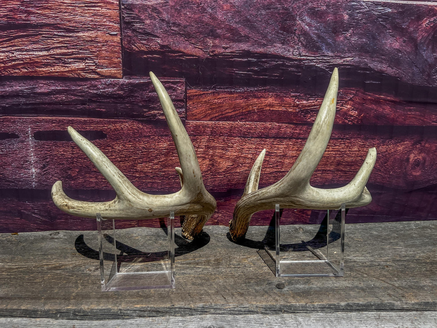 Custom order for Eleni - Two matching White-tailed Deer Antler Sets
