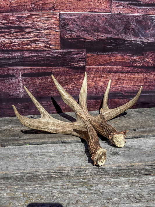 Matching set of White-Tailed Deer Antlers. For Home Decor, Interior Design, and More!