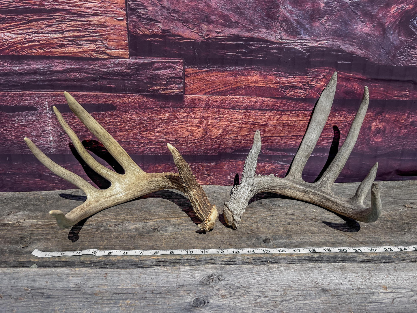 White-tailed Deer Matching Set. (Found at different times). For Decor, Crafting and More