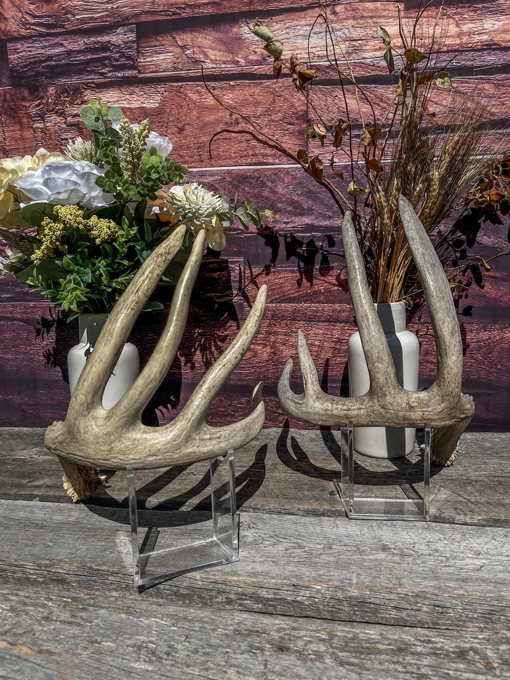 White-tailed Deer Matching Set. (Found at different times). For Decor, Crafting and More