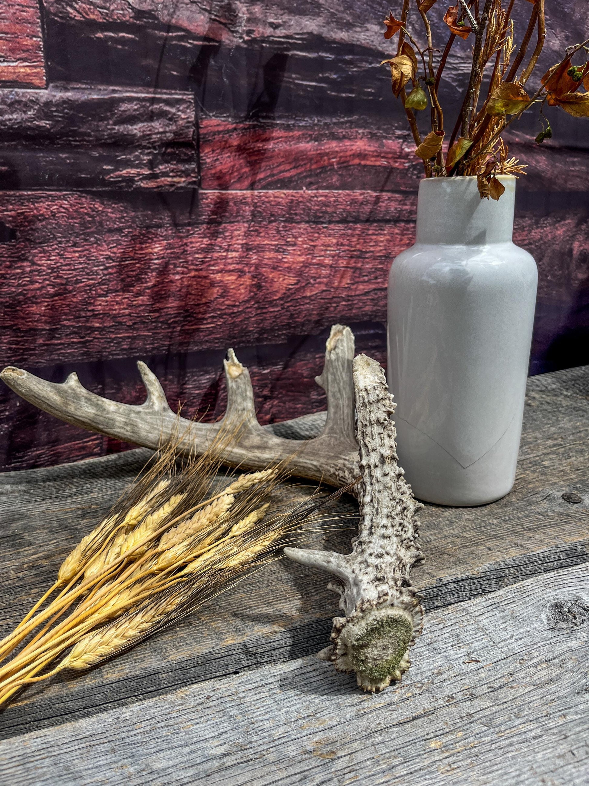 Large Whitetailed Deer Antlers - Old, Weathered, Matching White-tailed Deer Antler Set. Decor Crafting and More