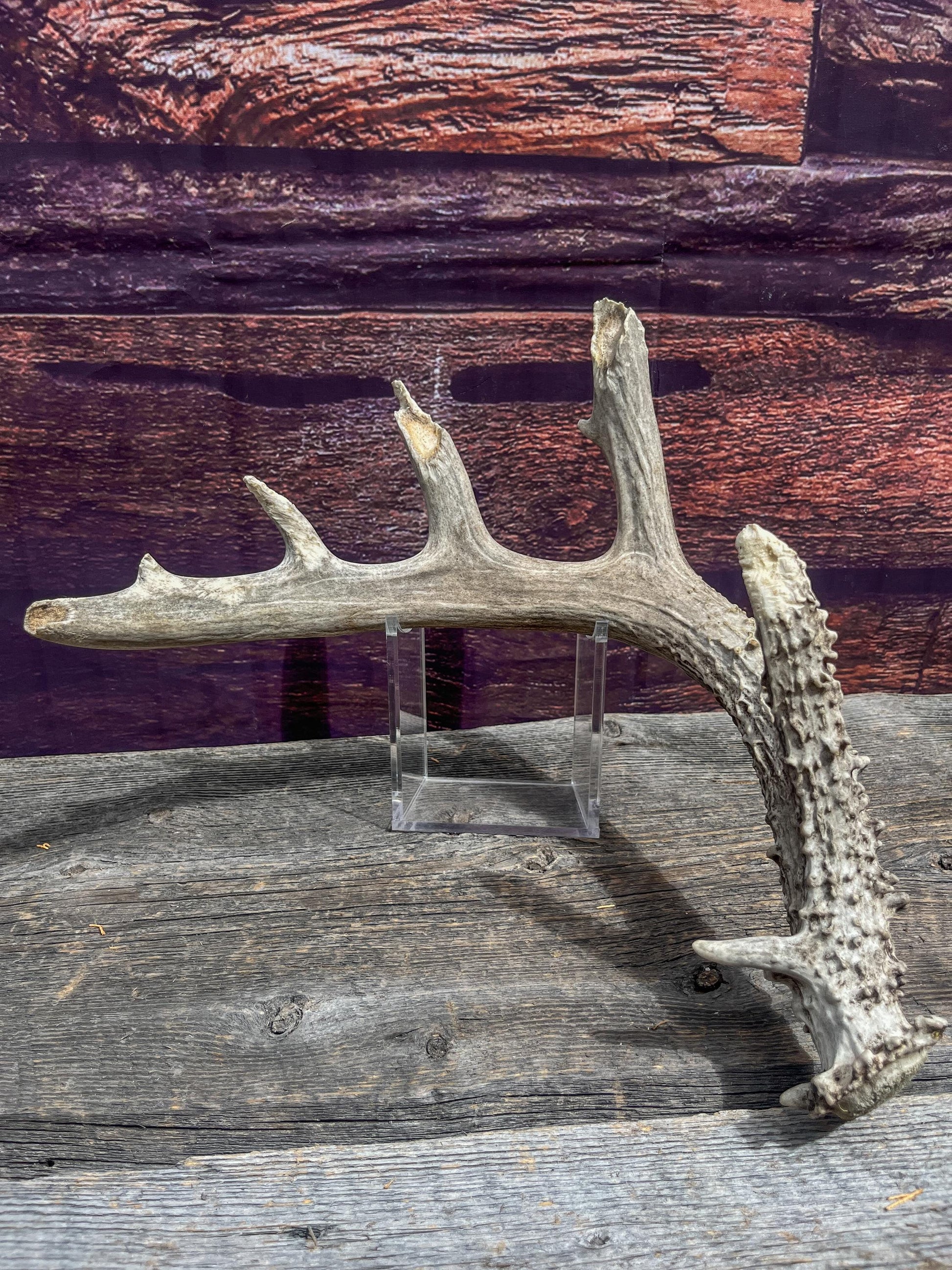 Large Whitetailed Deer Antlers - Old, Weathered, Matching White-tailed Deer Antler Set. Decor Crafting and More