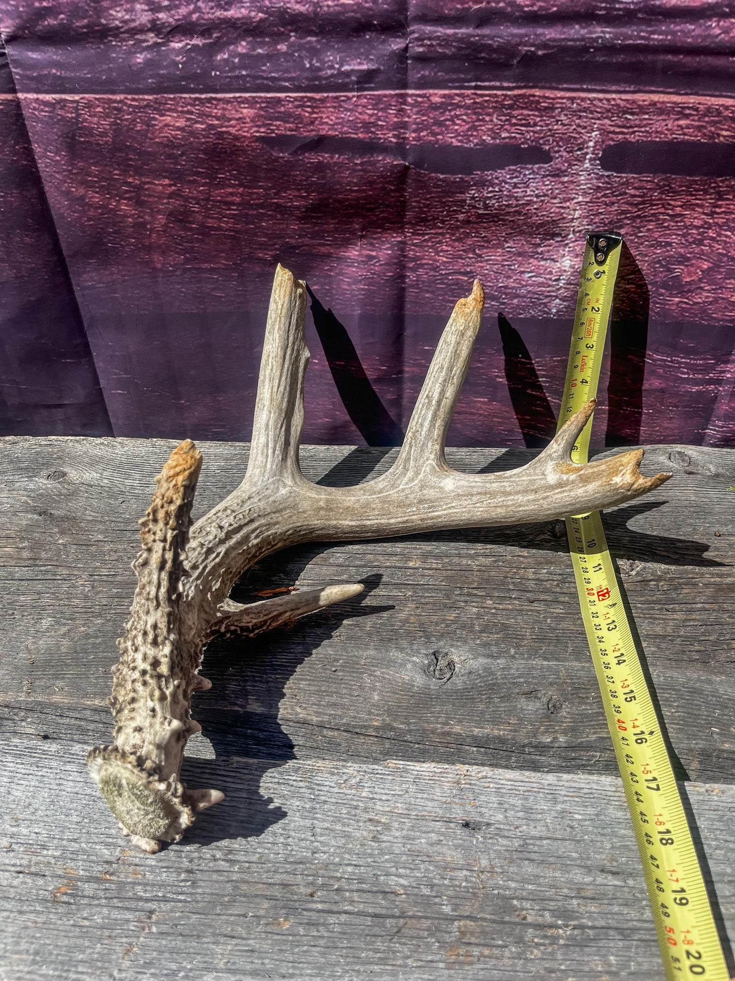 Large Whitetailed Deer Antlers - Old, Weathered, Matching White-tailed Deer Antler Set. Decor Crafting and More