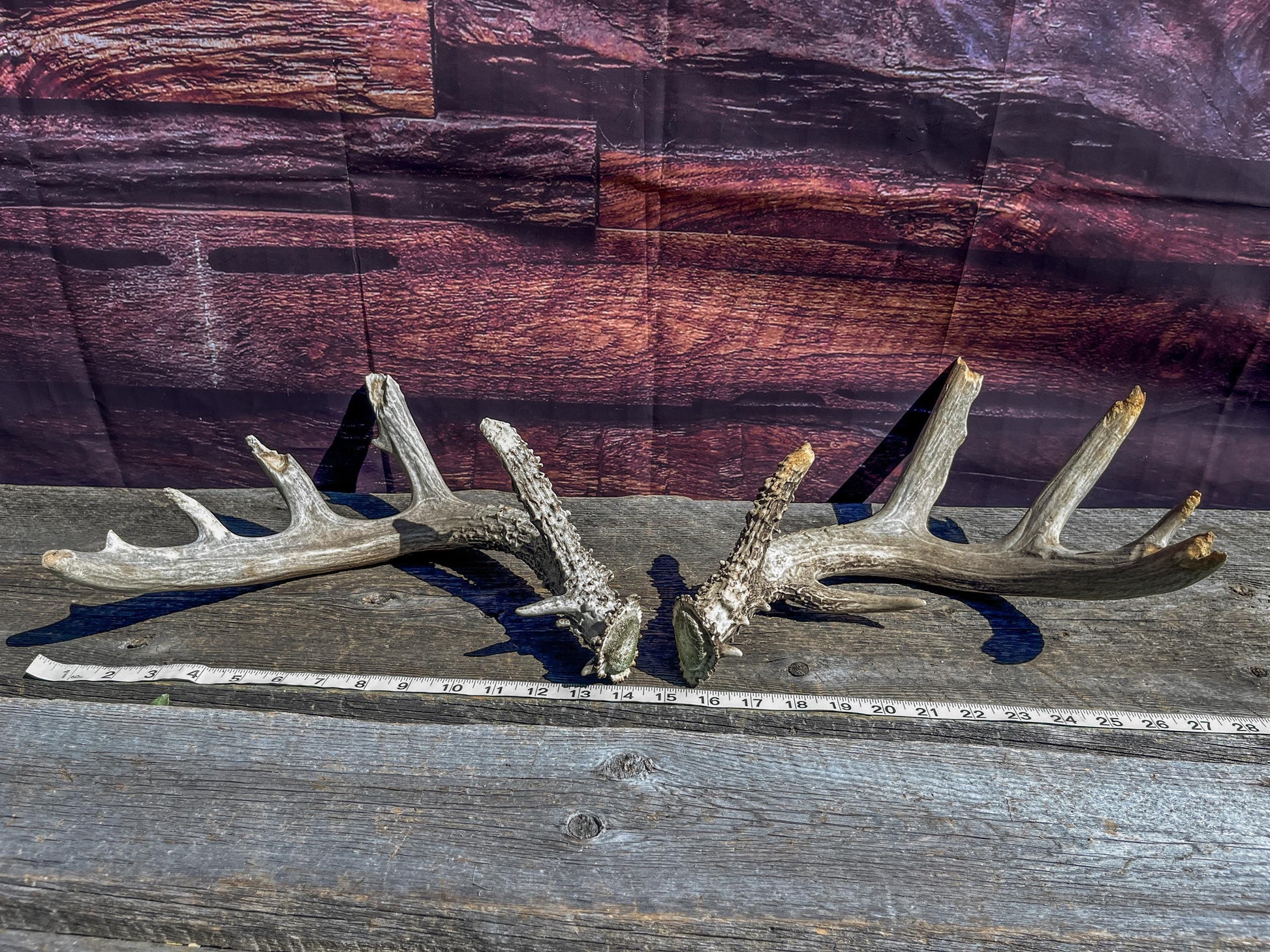 Large Whitetailed Deer Antlers - Old, Weathered, Matching White-tailed Deer Antler Set. Decor Crafting and More