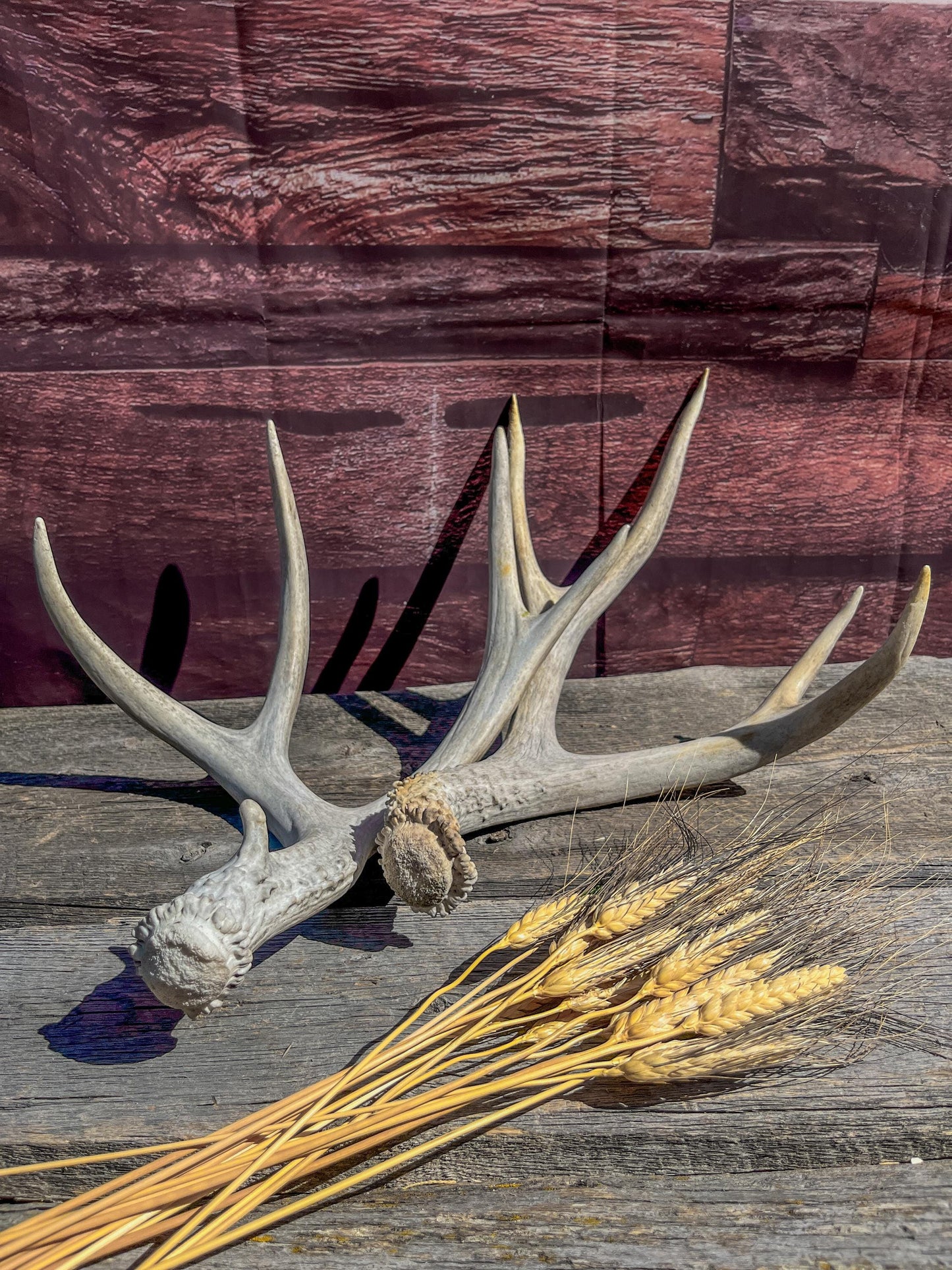 Matching Mule Deer Antler Set. For Decor. Wild, Naturally Shed, Canadian Deer Antler set.