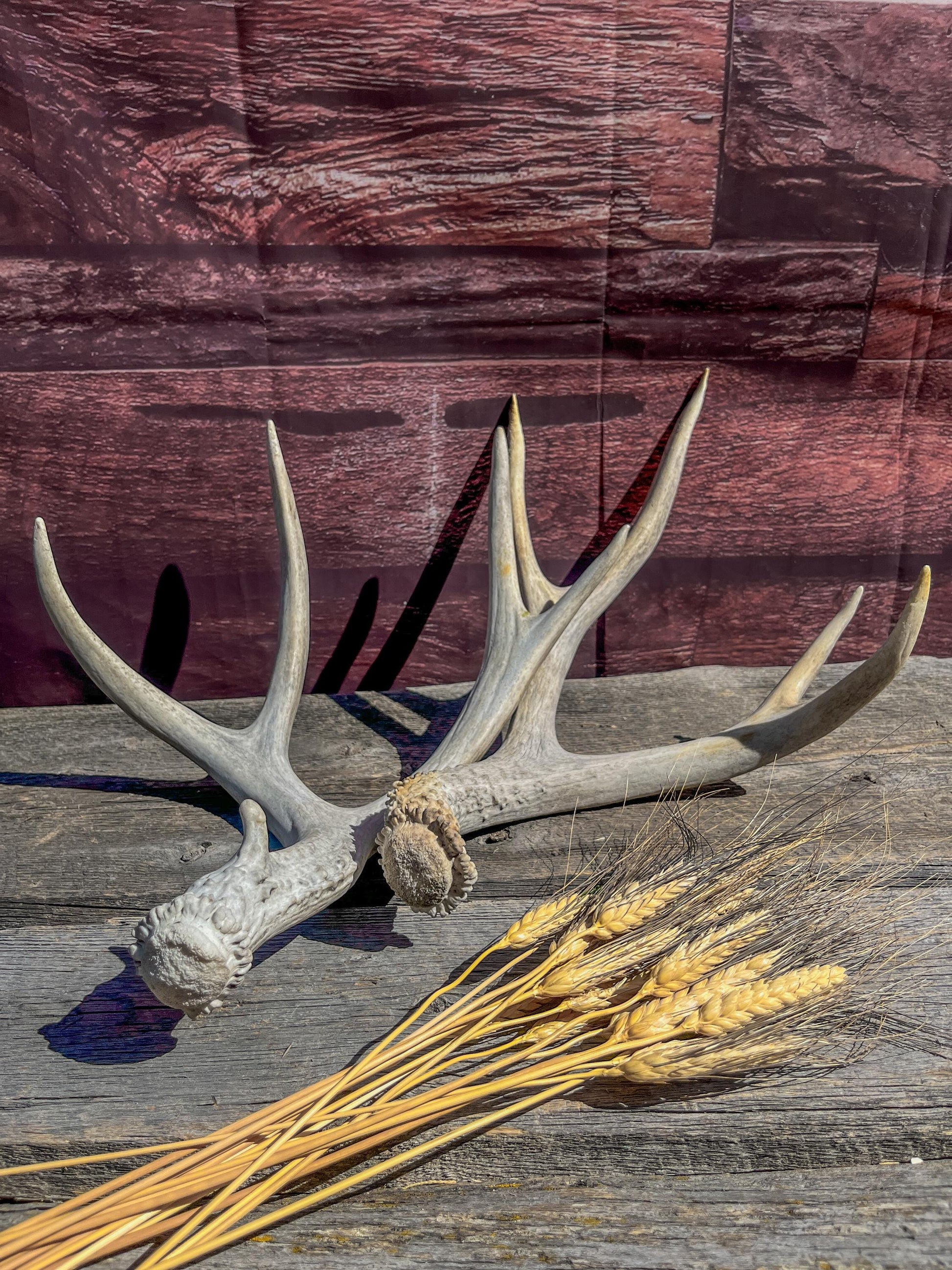 Matching Mule Deer Antler Set. For Decor. Wild, Naturally Shed, Canadian Deer Antler set.