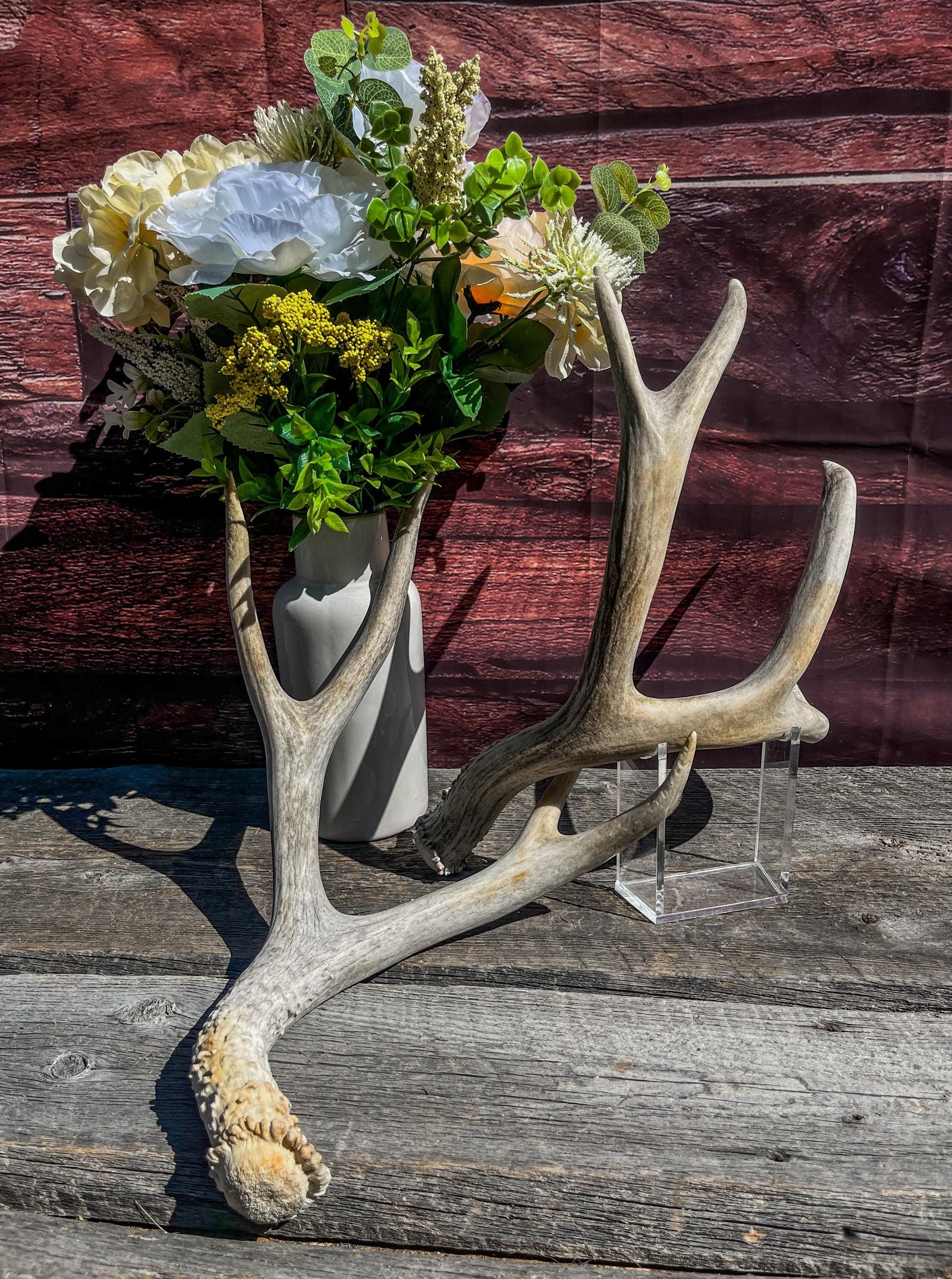 Matching Mule Deer Antler Set. For Decor. Wild, Naturally Shed, Canadian Deer Antler set.