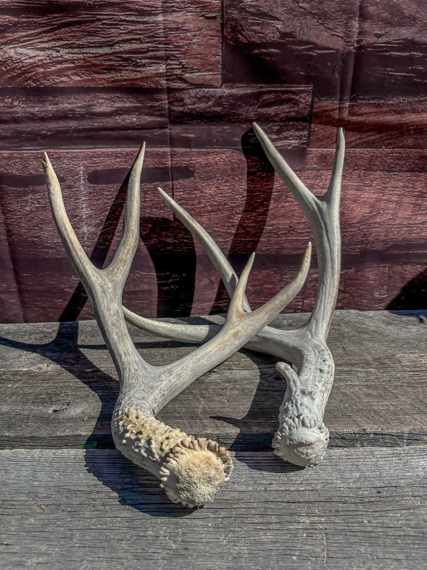 Matching Mule Deer Antler Set. For Decor. Wild, Naturally Shed, Canadian Deer Antler set.