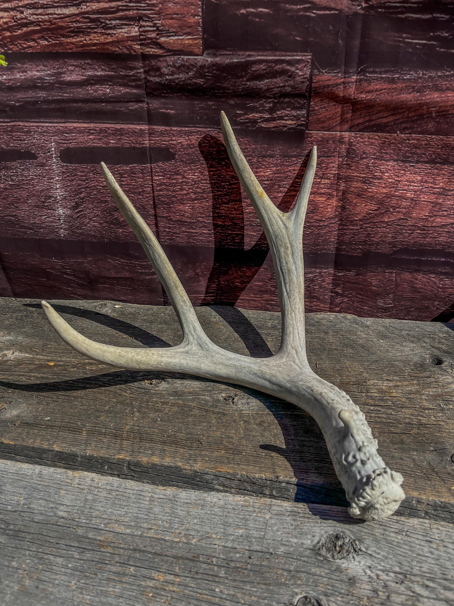 Matching Mule Deer Antler Set. For Decor. Wild, Naturally Shed, Canadian Deer Antler set.