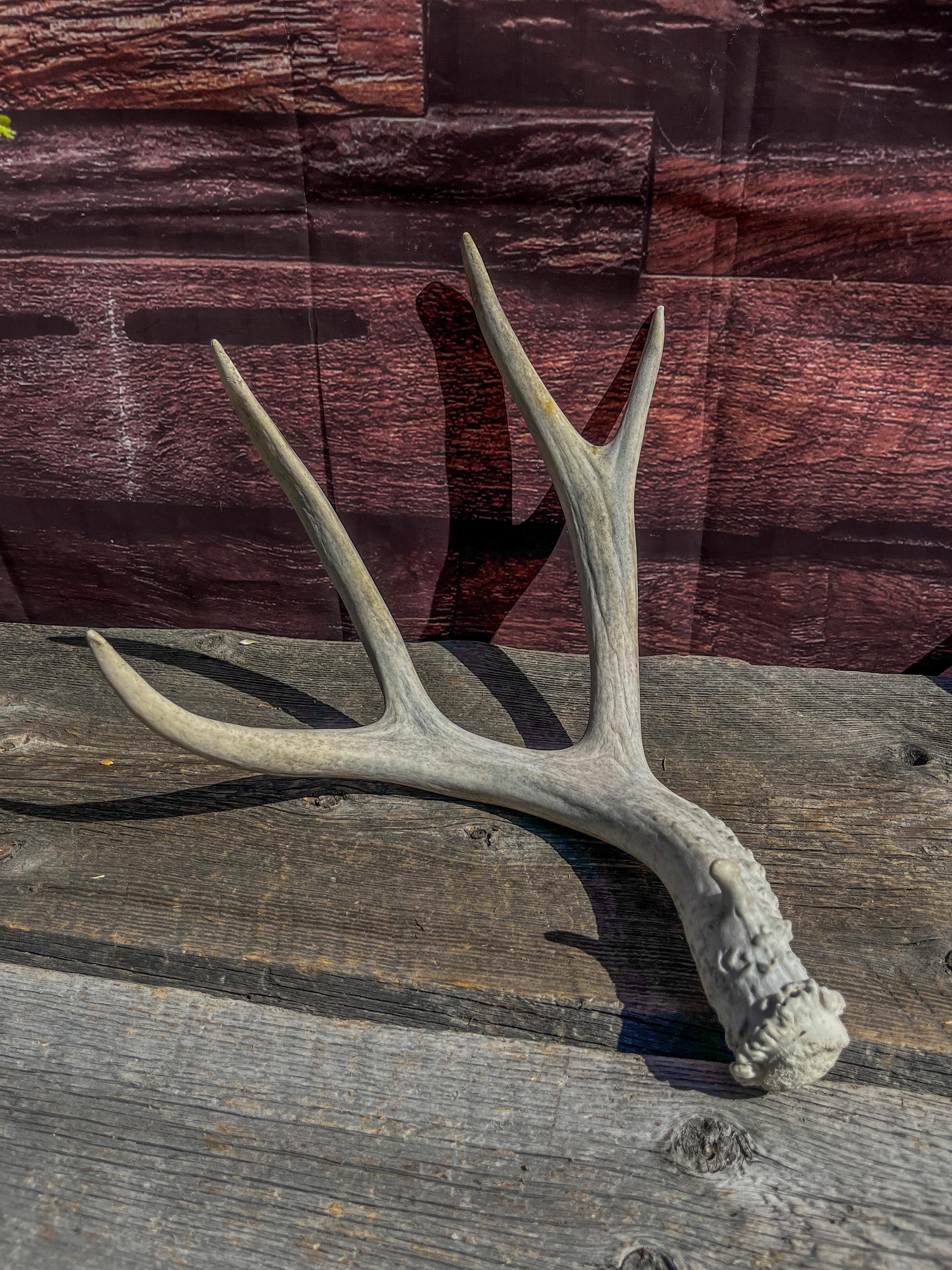 Matching Mule Deer Antler Set. For Decor. Wild, Naturally Shed, Canadian Deer Antler set.