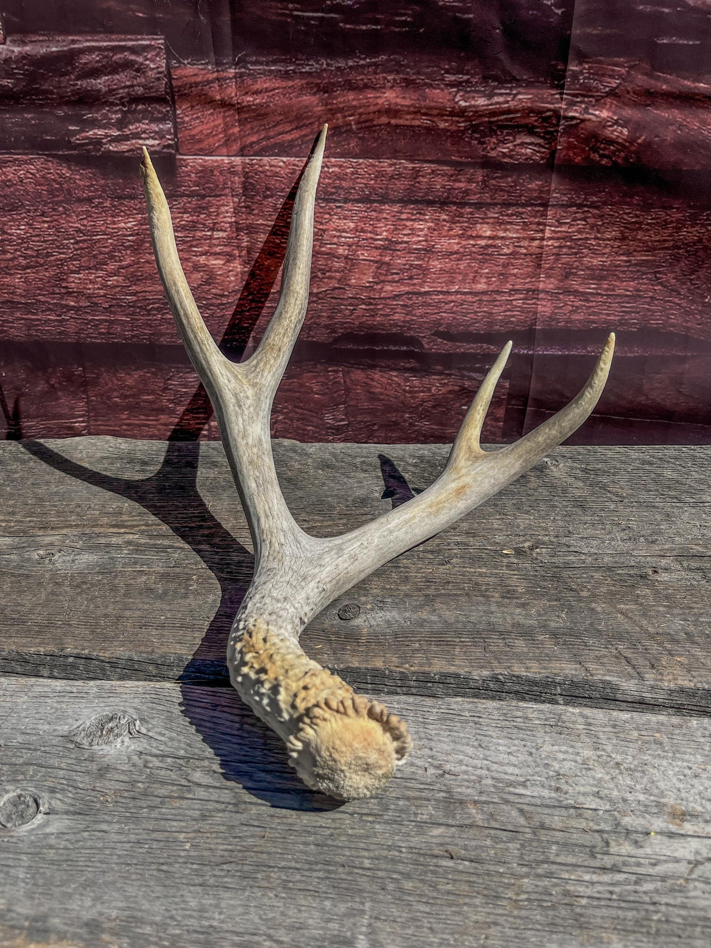 Matching Mule Deer Antler Set. For Decor. Wild, Naturally Shed, Canadian Deer Antler set.